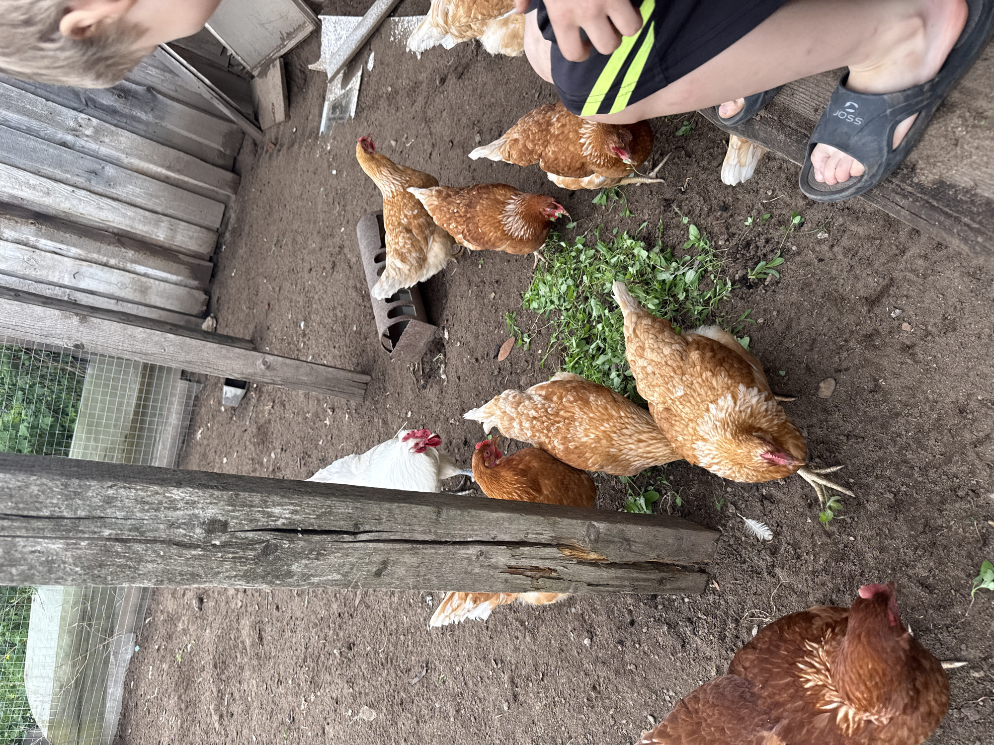 The image shows a group of chickens in a dirt enclosure. Several chickens are brown, while one is white. Some chickens are eating green plants. Two people are partially visible, one a child with blond hair and another wearing shorts and sandals. The enclosure is made of wood and wire mesh. Debris is scattered around the enclosure. The location is Уральское, Russia.