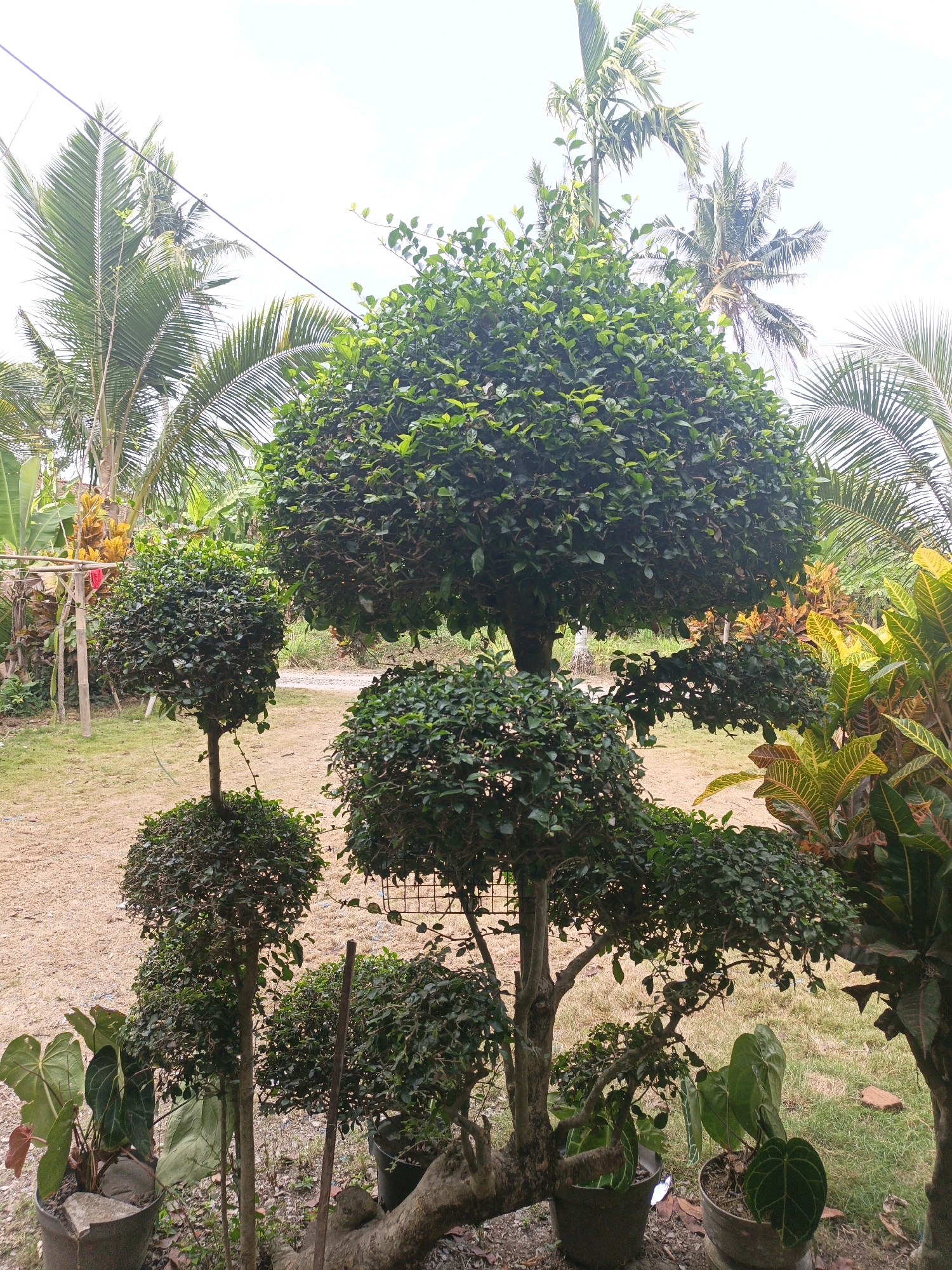 In Sidomukti, Indonesia, a manicured garden features several meticulously shaped bonsai trees. A large, broad bonsai dominates the center, with smaller, tiered bonsai arranged in front of it. The trees have dense, dark green foliage. In the background, tall palm trees and banana plants suggest a tropical setting. Scattered around the bonsai are potted plants, including some with large, heart-shaped leaves. The ground is a mixture of dry dirt and grass, and a few wooden stakes are visible. The sky is bright and overcast.