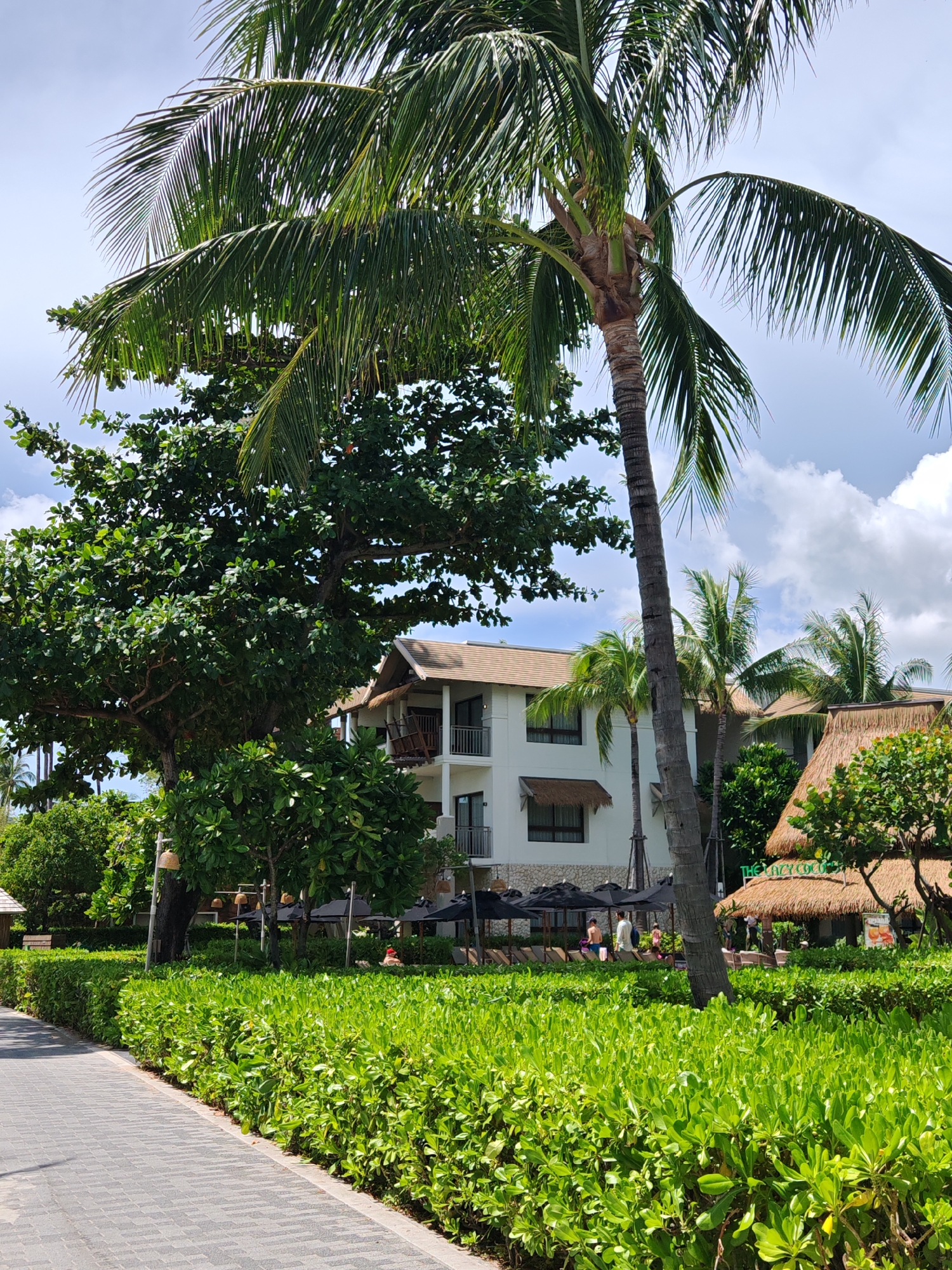 The image depicts a lush, tropical resort scene in Baan Bo Phut, Thailand. A paved walkway, constructed of grey interlocking bricks, runs along the left side of the frame, bordered by a meticulously maintained, dense green hedge. Beyond the hedge, lounge chairs and black umbrellas are visible, suggesting a recreational area. In the background, a multi-story white building with a light brown roof stands, featuring balconies with railings. Two palm trees are prominent, one in the foreground with a thick trunk and abundant fronds, and another to the right, also with lush foliage. Further to the right, a thatched-roof structure, possibly a bar or restaurant, with a green sign that reads "THE LAZY COCON" is visible. Several people are present in the mid-ground, some standing and others seated, appearing to be guests at the resort. The environment is characterized by abundant greenery, including trees and shrubs, under a partly cloudy sky.