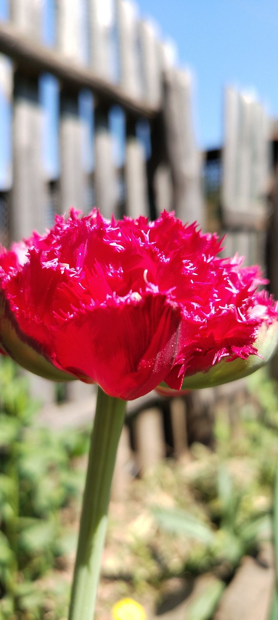 A close-up shot reveals a vibrant red tulip, its petals exhibiting a fringed texture. The tulip's stem is a light green and appears smooth. The background is blurred, but a wooden fence with vertical slats is visible. Above the fence, the sky is a clear blue. The ground around the tulip shows hints of green foliage and brown soil. The location is Зипуново, Russia.