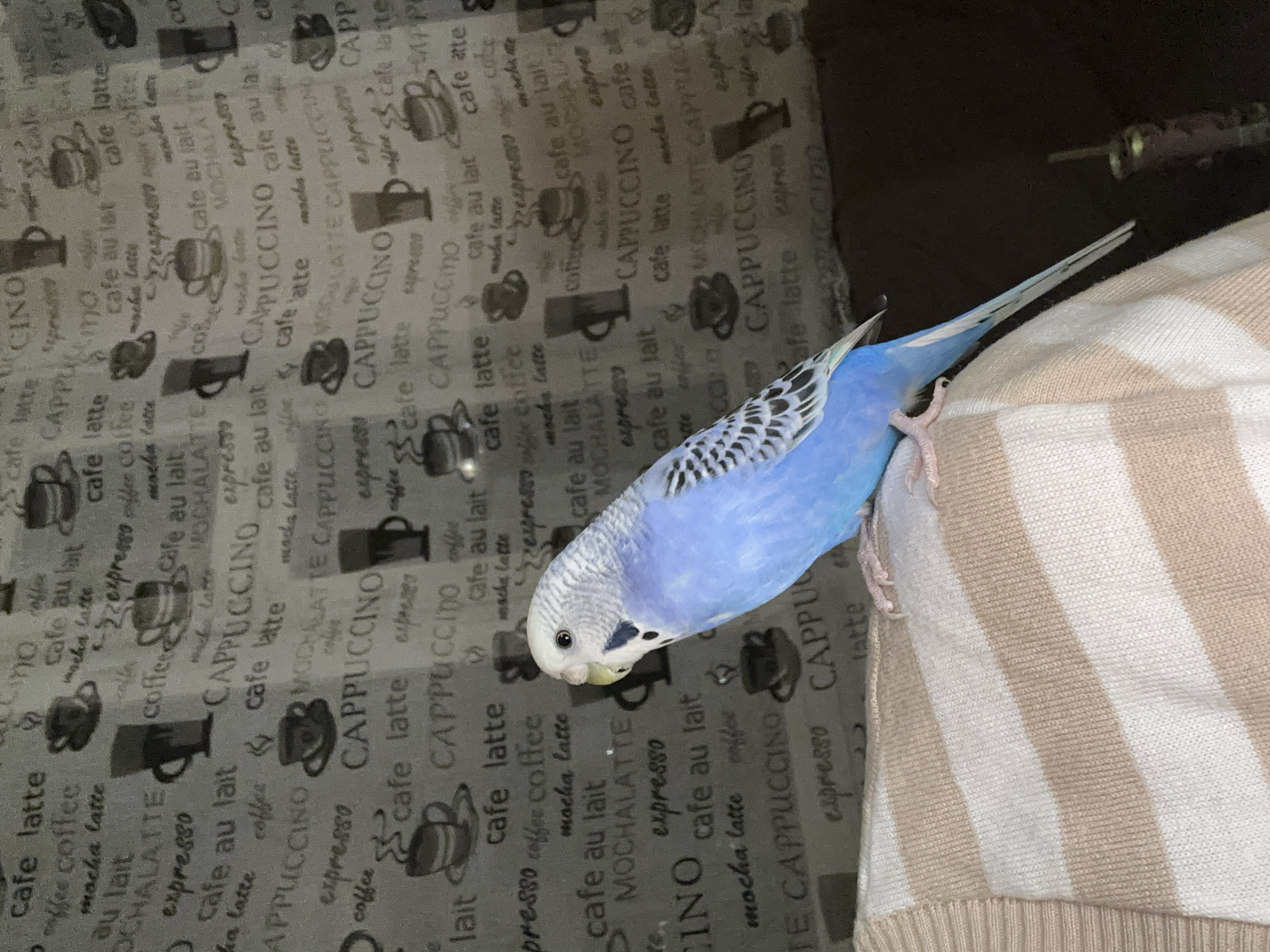 A blue and white parakeet is perched on the shoulder of a person wearing a beige and white striped sweater. The parakeet is facing to the left, with its head turned towards the camera. Its feathers are vibrant blue and white, with black markings on its wings. The sweater has a thick knit texture and features horizontal stripes of alternating beige and white. The background of the image is a repeating pattern of coffee-related text and images, including words like "cappuccino," "latte," and "espresso," along with silhouettes of coffee cups. The lighting appears to be artificial, creating a slight shadow behind the parakeet. The overall scene is a close-up shot focused on the parakeet and the sweater. There is no information to suggest the image was taken in a city.