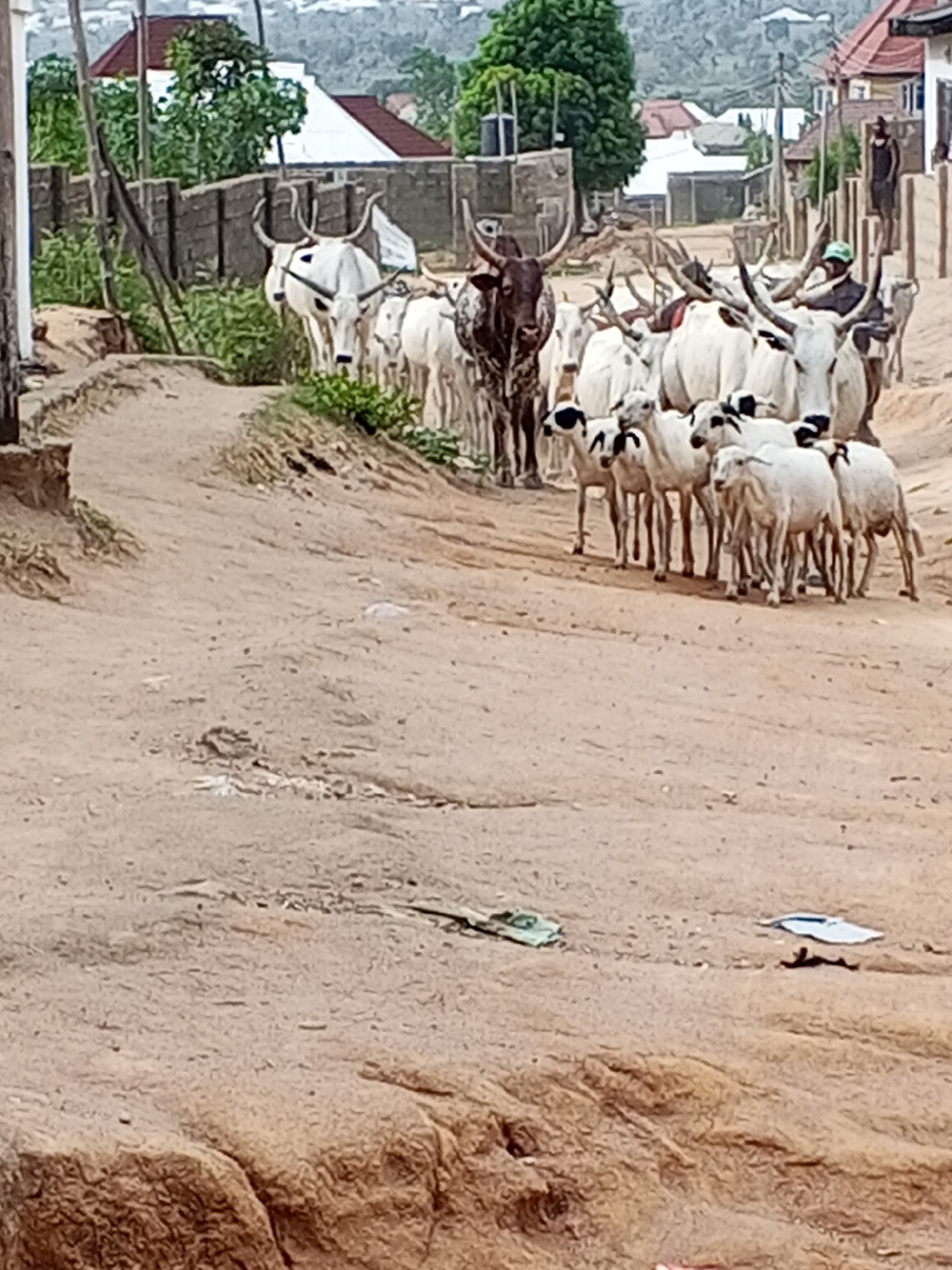 A herd of cattle and smaller livestock moves along a wide, unpaved dirt road in what appears to be a rural or semi-urban setting in Adonkolo, Nigeria. The majority of the cattle are white or light-colored, featuring prominent, long horns. One distinct cow in the mid-ground is darker brown with lighter markings. Numerous smaller, white, sheep-like animals, possibly goats or sheep, walk alongside the cattle towards the right side of the frame.
A herdsman, wearing a green cap and dark clothing, is visible among the animals on the right, guiding them. In the background, residential structures with red roofs and light-colored walls are visible, along with green trees and vegetation. A concrete or stone fence runs alongside the road. The road itself shows signs of erosion, with uneven surfaces and exposed earth. Utility poles are present on the left, and a water tank on a stand can be seen in the distance. The lighting suggests it is daytime, possibly an overcast or hazy day, creating soft, diffused illumination. Scattered debris, including pieces of plastic and paper, lie on the dirt road in the foreground. No discernible text is visible.