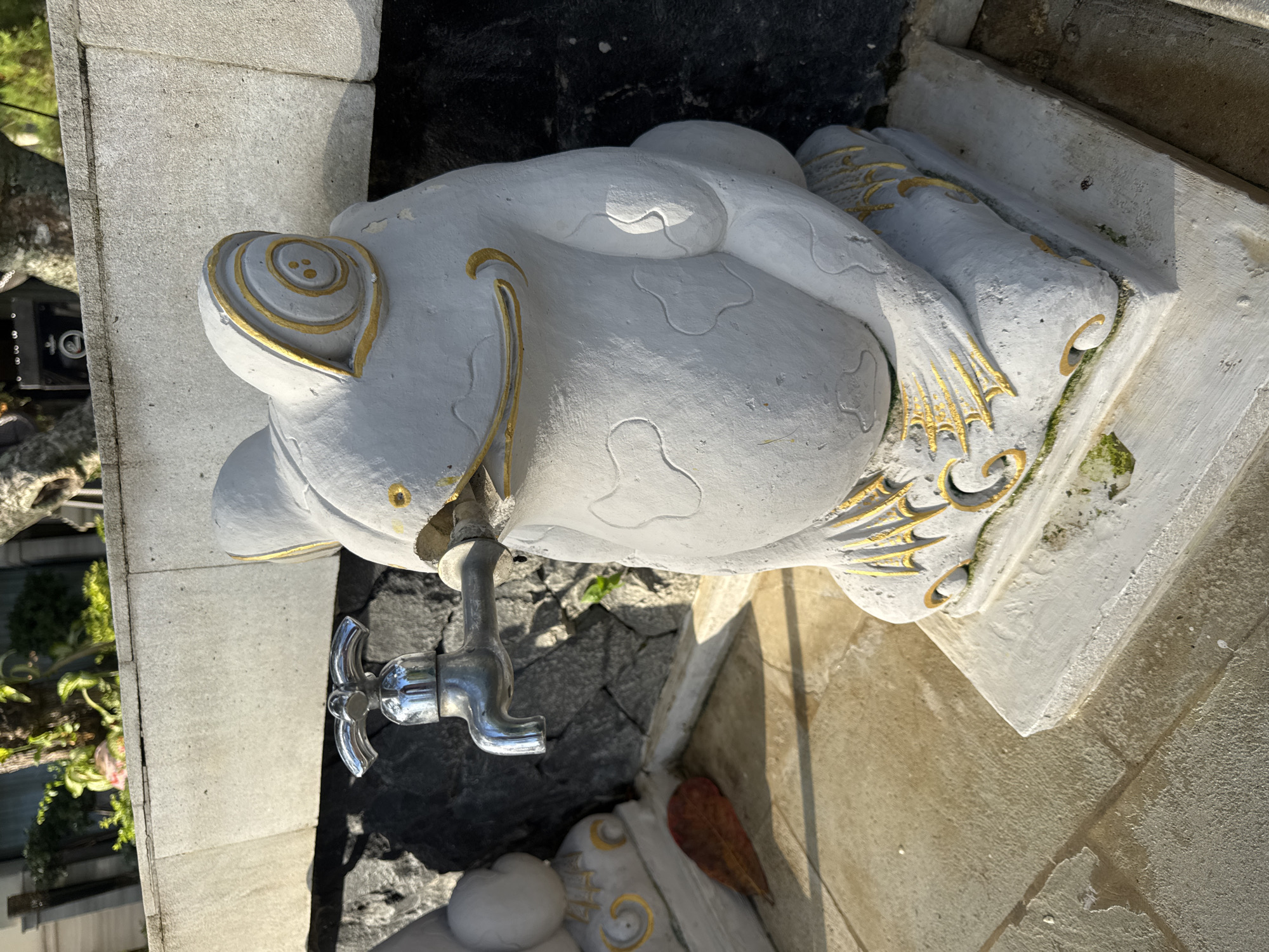 This image shows a close-up, high-angle view of a frog-shaped water fountain. The fountain is made of white stone or concrete and is adorned with gold paint on its ears, body, and the base on which it rests. A chrome faucet protrudes from the frog’s mouth. The frog’s body is stout, with detailed carvings suggesting a belly.
The fountain is positioned between two light-colored stone walls or structures. Gray gravel or small rocks surround the base of the fountain. The scene is well-lit, casting shadows. The location is Jimbaran, Indonesia.