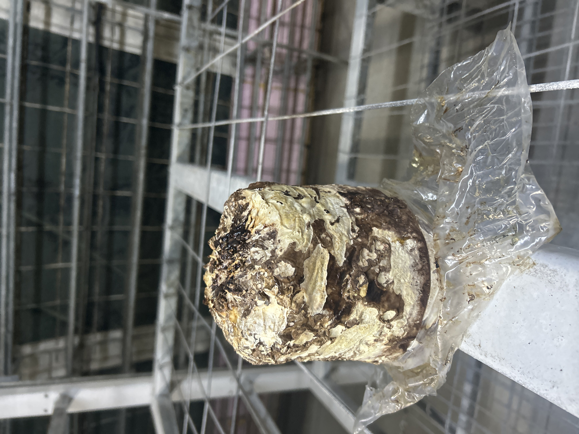 A close-up shot depicts a decaying, mottled brown and cream object, possibly organic matter or a fungus, partially wrapped in a clear plastic bag. The object rests on a white metal structure, likely part of a balcony or railing, against a blurred background of a multi-story building with a metal grid facade. The location is not identifiable as Glozhene, Bulgaria, based on the image alone.
