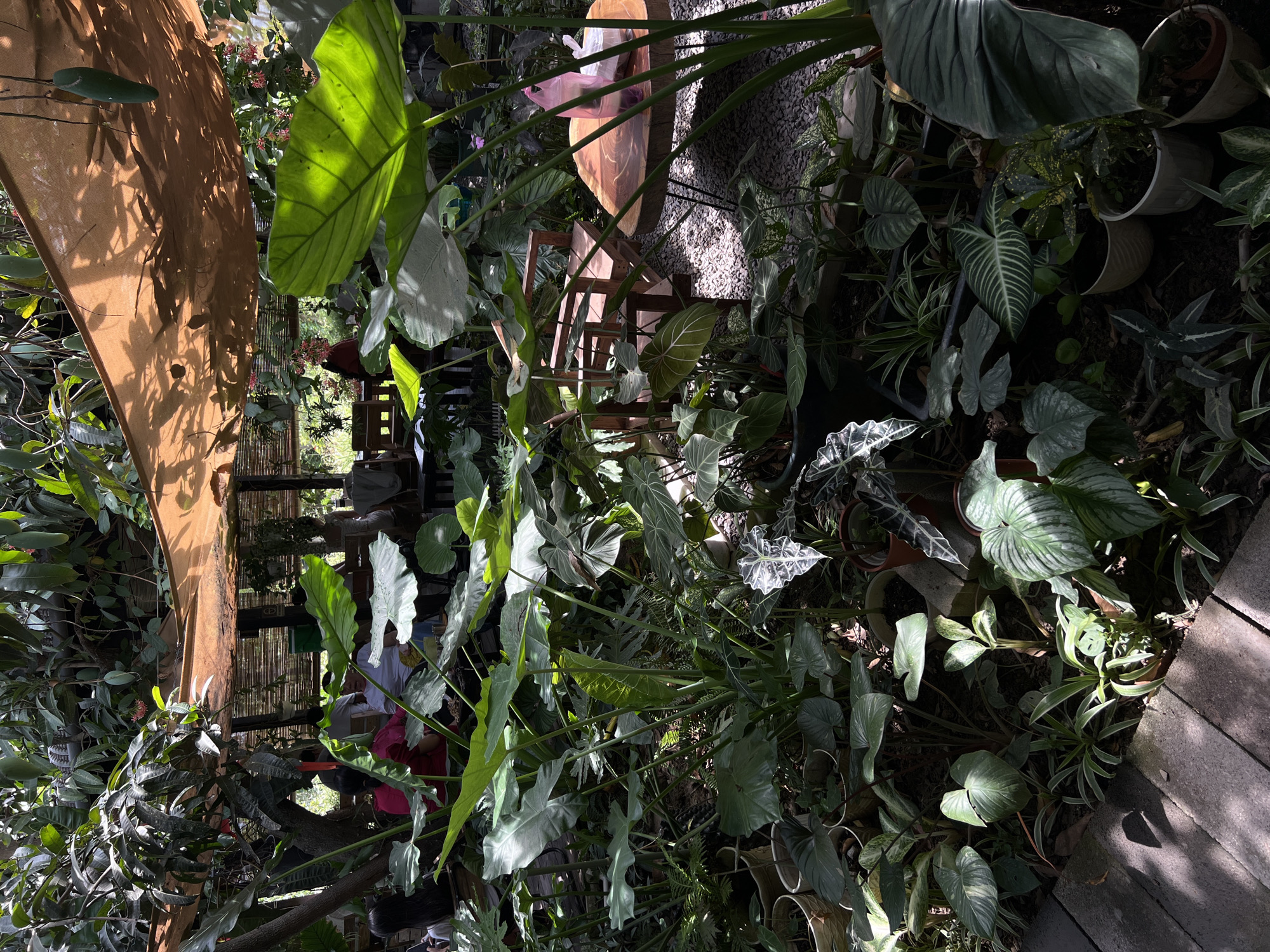 The image shows a garden in Diên Khánh, Vietnam. The scene is overgrown with a variety of plants, including large-leafed tropical varieties. A wooden structure, possibly a pergola or gazebo, is partially visible on the left. Behind the plants, there is a wooden table and chairs. The ground appears to be covered with gravel. Sunlight filters through the foliage, creating strong contrasts of light and shadow. People are present in the background.