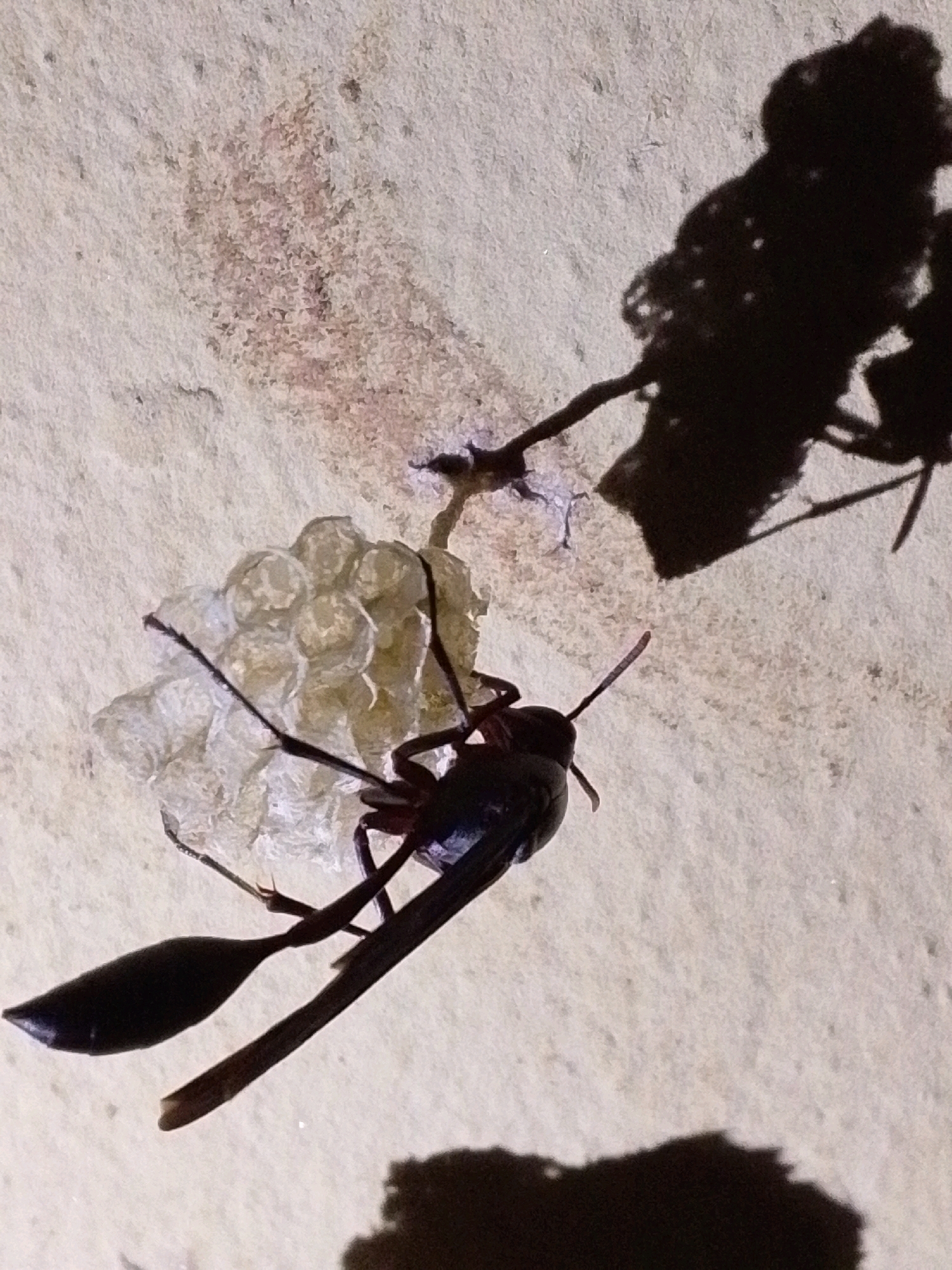 A black wasp with prominent antennae and elongated abdomen is positioned on a textured, light-colored surface, possibly a wall or ceiling in Serti, Nigeria. Adjacent to the wasp is a cluster of light-colored, egg-like structures, encased in a translucent material that appears to be a nest. The wasp's shadow is cast prominently to its upper right, revealing its winged form. Another darker shadow is visible in the lower right of the frame. The background surface exhibits a reddish-brown stain in the upper left quadrant, adjacent to the nest.