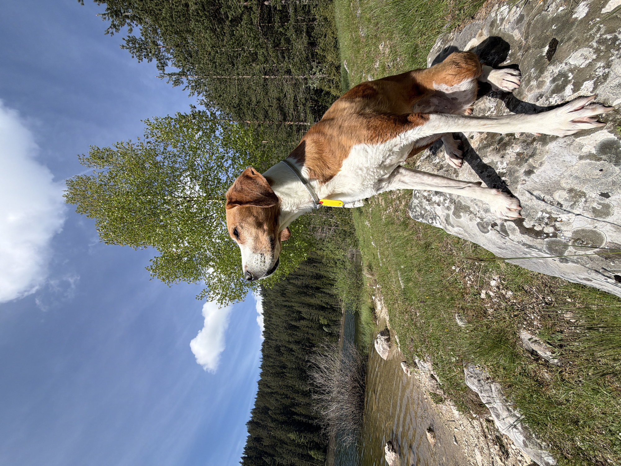A dog rests on a rock near a body of water in Njegovuđa, Montenegro. The dog, a breed with a brown and white coat, lies prone with its head facing left and its legs extended forward. It wears a gray collar with a yellow tag.
The dog is positioned on a large, flat rock that appears to be an outcropping. The surrounding environment consists of green grass and sparse vegetation. In the background, a dense forest of coniferous trees rises above the water’s edge. The water appears clear, reflecting some of the surrounding scenery. The sky is blue with scattered white clouds. A slender birch tree with light green leaves stands near the dog.