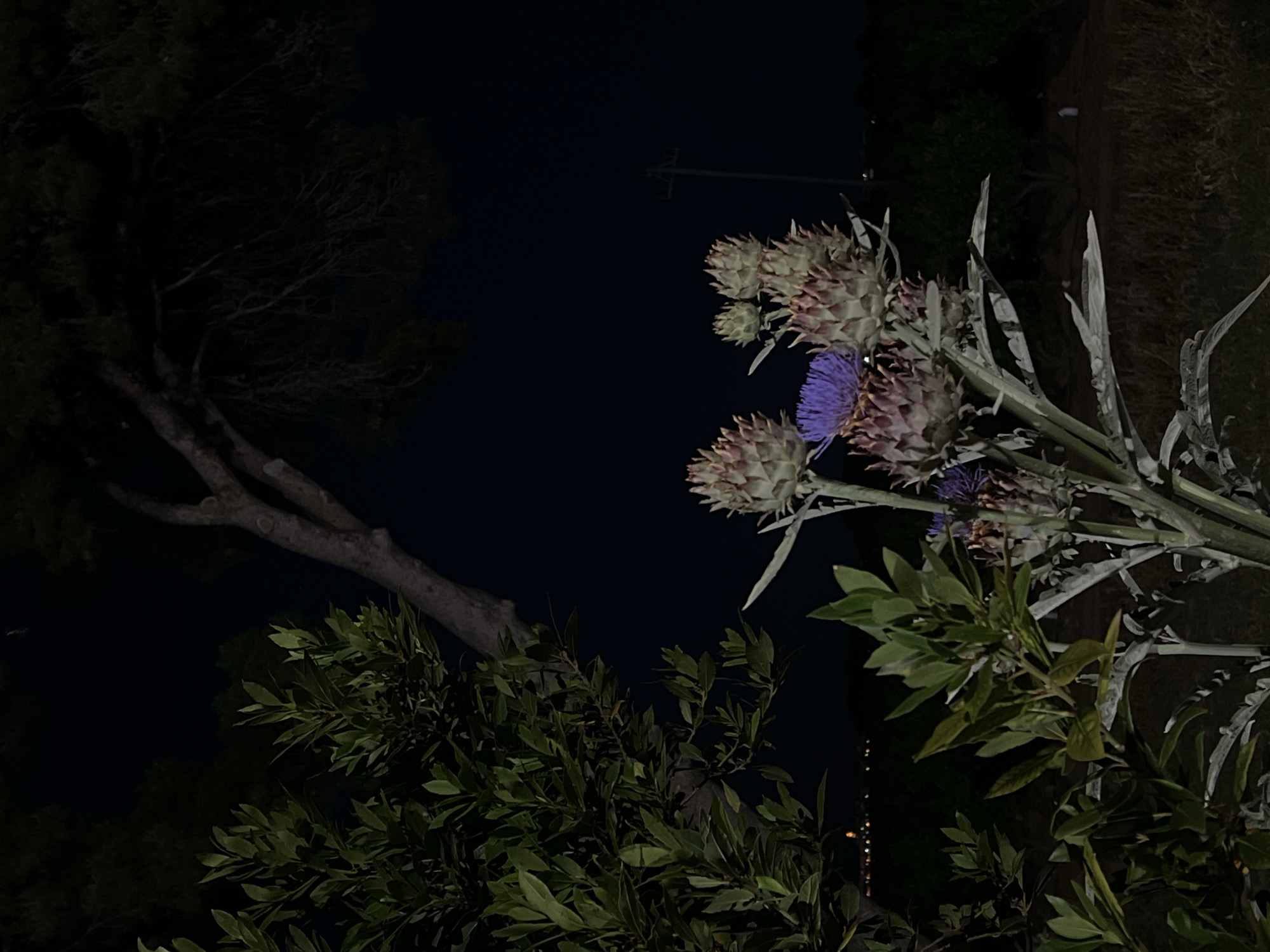 The image shows a night scene in Museros, Spain. Dominating the right side of the frame are blooming artichoke plants with purple flowers and thorny bracts. The plant's foliage consists of large, silvery-green leaves. To the left, a dark tree and green foliage are visible, suggesting a garden or park setting. The background is dark, possibly nighttime, with faint signs of city lights in the distance.