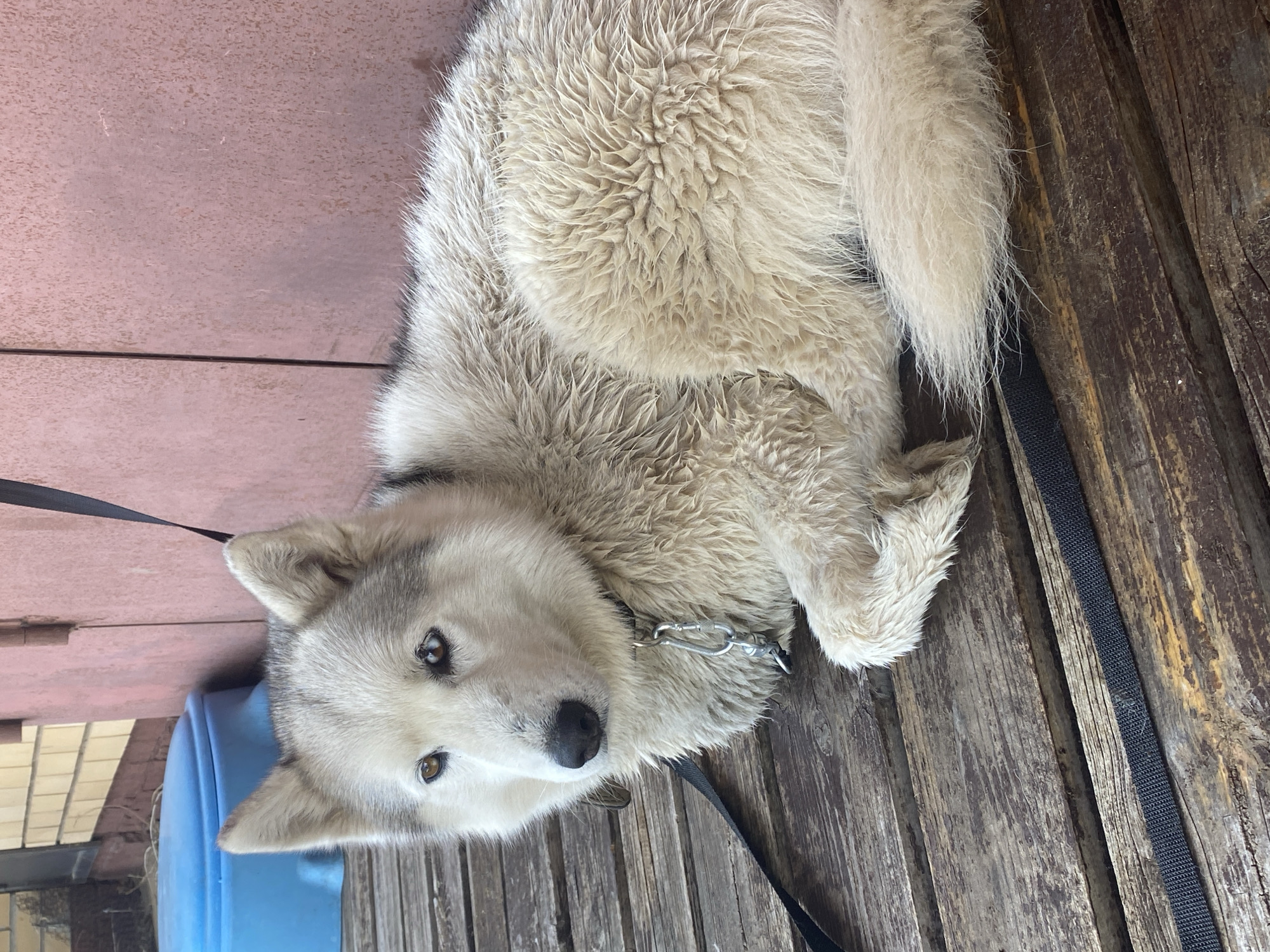 A medium-sized white and gray dog with a chain collar lies curled up on a weathered wooden surface, possibly a bench or platform. A black leash is attached to the collar and lies beside the dog. To the left of the dog's head is a partially visible blue container. The dog has dark eyes and a black nose, and its fur appears slightly damp or textured. The background includes planks of both painted (reddish) and unpainted wood, suggesting the location is outdoors and constructed. The city of Chaikovsky, Russia is presumed as the location of this photo.