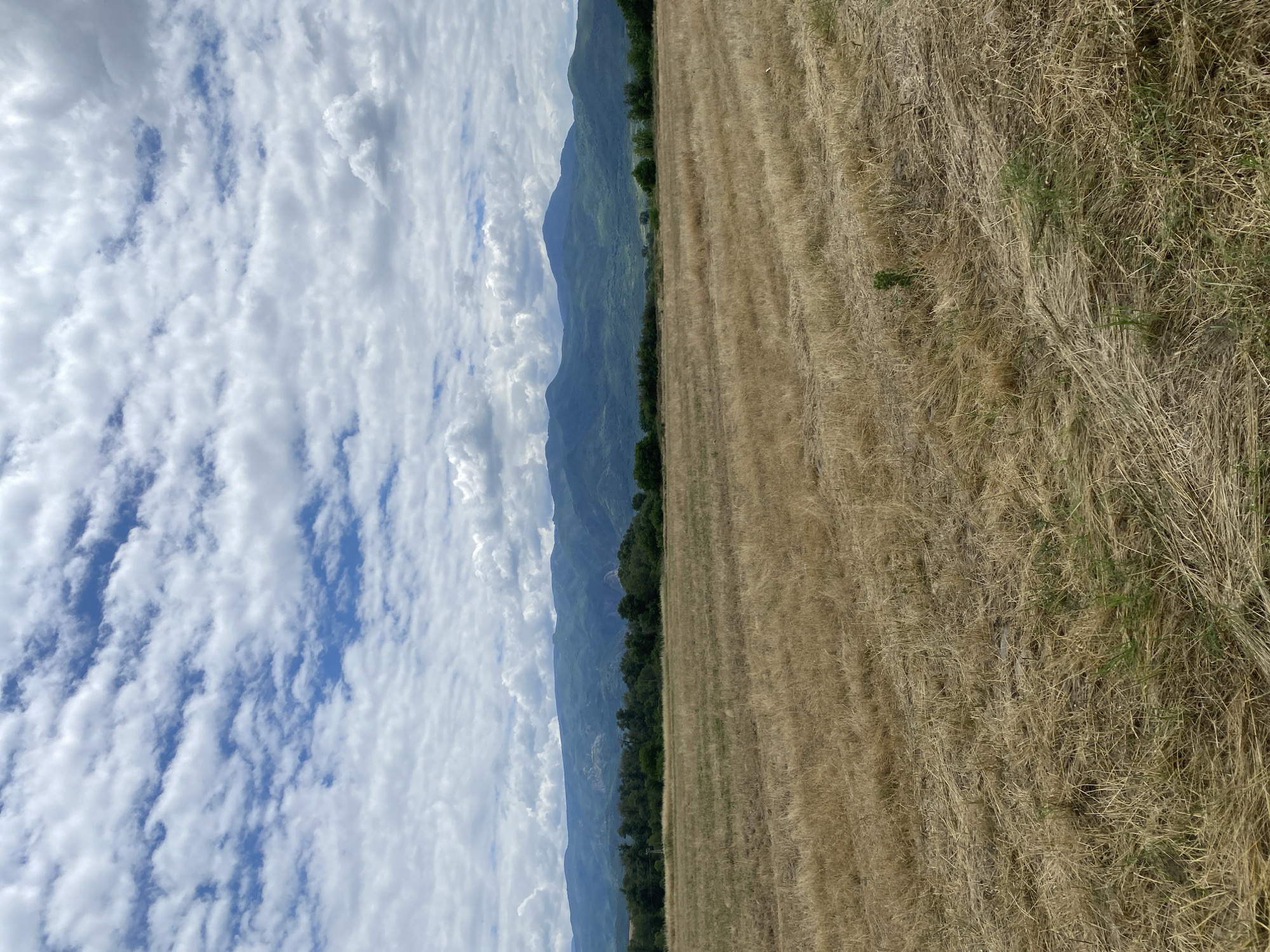 This is a photograph of a harvested field in Kurtovo Konare, Bulgaria. The field is covered in dry, golden straw from a recently harvested crop, with some green grass interspersed. In the middle ground, a line of dark green trees stretches across the horizon, separating the field from a range of hazy, blue-green mountains in the background. The sky above is filled with a mix of white cumulus clouds and patches of blue sky. The overall impression is one of a rural, agricultural landscape under a cloudy day. There are no people or animals visible in the image.