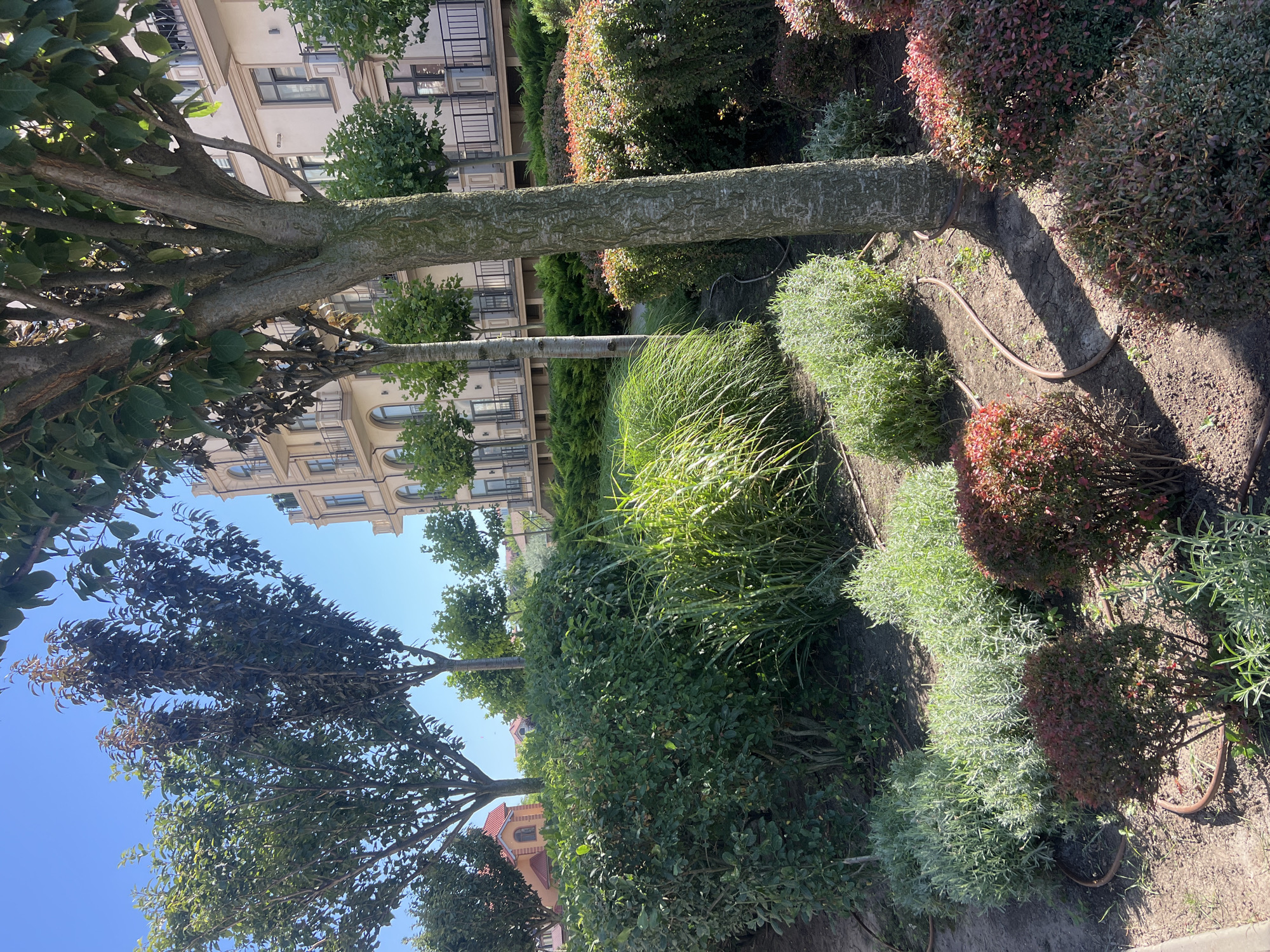 The image depicts a meticulously landscaped garden area in front of a multi-story building. The building, with its pale yellow facade and numerous balconies, appears to be an apartment complex. In the foreground, a variety of plants are visible, including lush green bushes, ornamental grasses, and low-lying shrubs with red and green foliage. Several trees with full green canopies are scattered throughout the garden, one of which, a substantial tree with a textured trunk, stands prominently in the right side of the frame. The ground is covered in dark soil, with a visible irrigation hose winding around the base of the large tree. The sky is clear and blue, indicating a sunny day. The scene is tranquil and suggests a well-maintained urban environment. There are no people visible in the image.