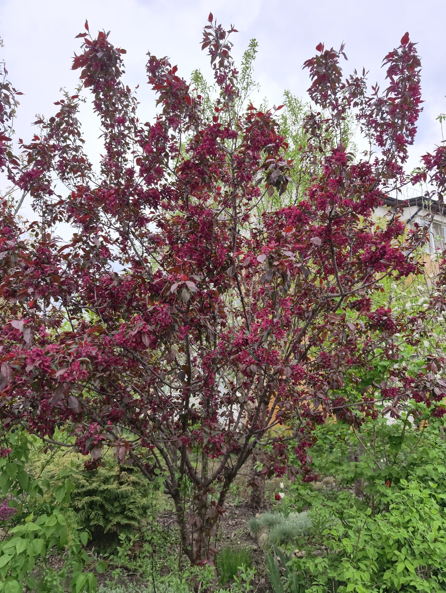 The image captures a vibrant, mature crabapple tree (Malus spp.) in full bloom, dominating the central foreground and midground of a garden scene. The tree's canopy is densely covered with deep red-purple foliage and countless small, dark pink-red blossoms, indicating it is springtime. Its branches are visible through the leaves, displaying a textured bark.
Behind and around the base of the crabapple tree, various other green garden plants and shrubs are visible, some with lighter green leaves suggesting fresh spring growth. A distinct coniferous shrub with yellowish-green needles is positioned to the right of the crabapple's trunk. Further back, on the right side, the light-colored wall and dark roofline of a building, likely a house, are partially visible through the tree's branches.
The sky in the background is overcast and cloudy, diffusing the light and preventing strong shadows, suggesting a mild daytime. The overall setting is a cultivated outdoor space, typical of a garden or backyard in Krasnodar, Russia. No human activity is depicted, emphasizing the natural beauty and tranquility of the blooming season. There is no visible text in the image.