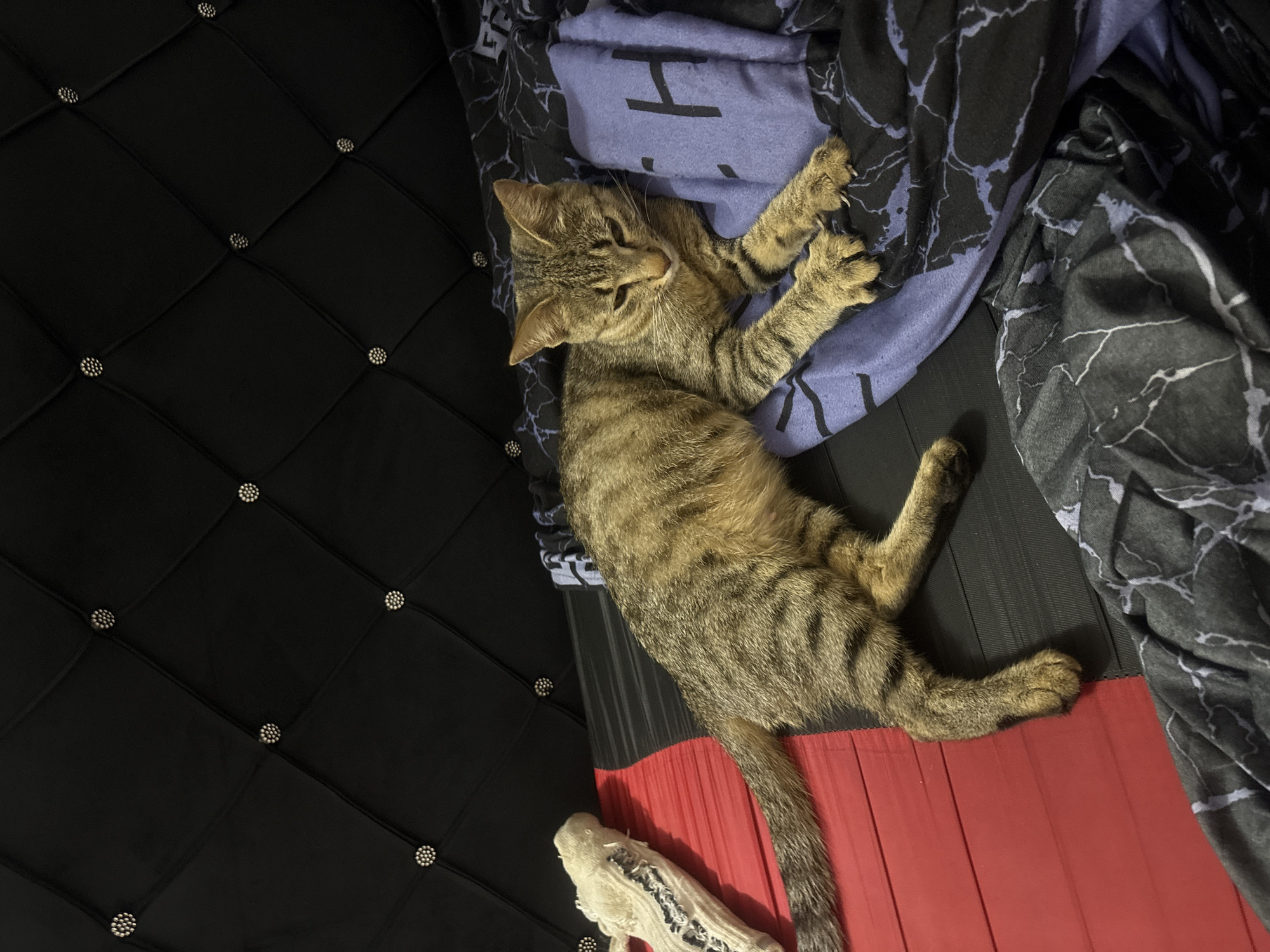 A medium shot captures a tabby cat lounging on a bed. The cat, positioned diagonally across the frame, is partially obscured by a patterned blanket. The bed is covered with a red and black surface with diamond patterned buttons. A white toy lies near the bottom of the frame. The lighting appears to be indoor and artificial. The location is unknown and is unlikely to be in the city of Gura Top, Nigeria, which does not appear to have beds or couches of the quality shown here. There are no people depicted in the scene.
