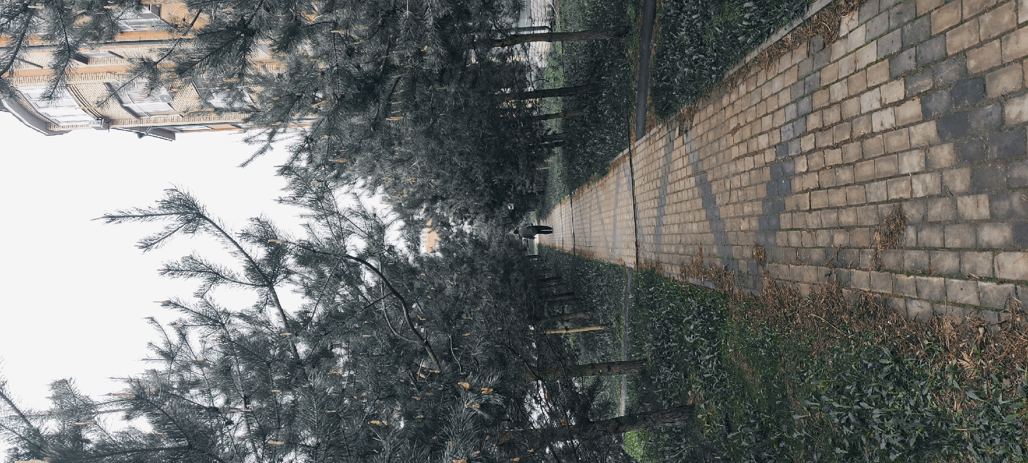 The image depicts a tree-lined path in Fryazino, Russia, with a brick building visible in the background. The path is paved with rectangular stone blocks, and green grass is growing along the edges. A single person walks along the path. Evergreen trees with dense foliage border both sides of the path. The sky appears overcast.