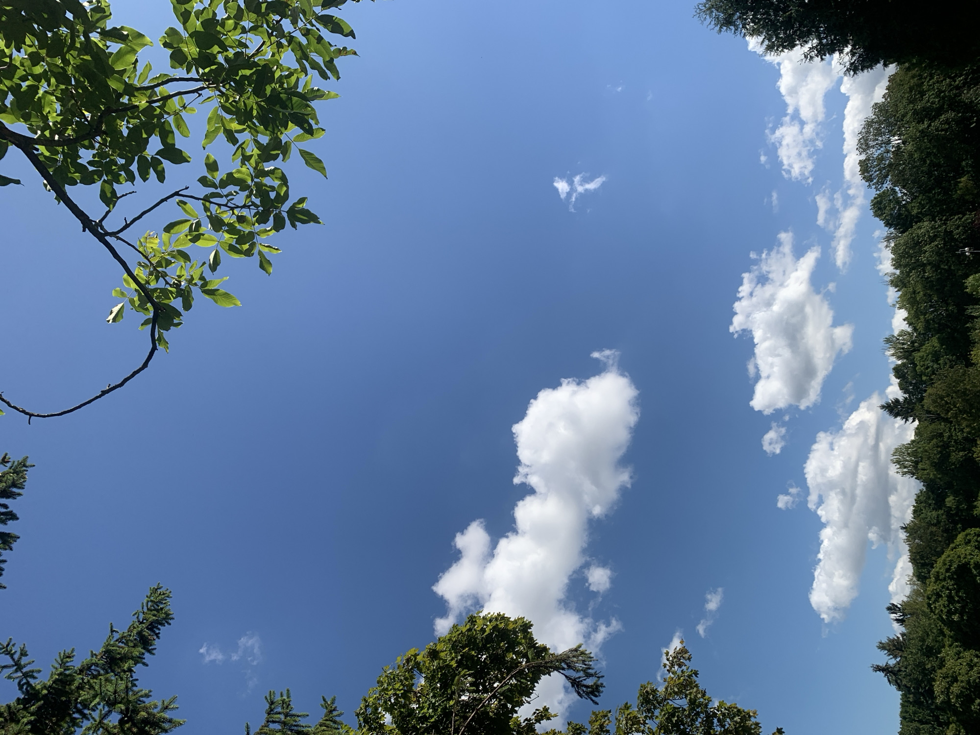 A photograph taken from a low angle looking up at a bright blue sky with scattered white cumulus clouds. Lush green foliage from trees frames the top and left side of the image, with some branches and leaves silhouetted against the sky. The bottom of the image shows a dense line of various green trees, forming a treeline. The scene appears to be a natural outdoor environment, likely a park or forest edge. The specific location in Lviv, Ukraine, is not discernible from the visual elements presented in the image. There are no people, objects, or actions depicted.