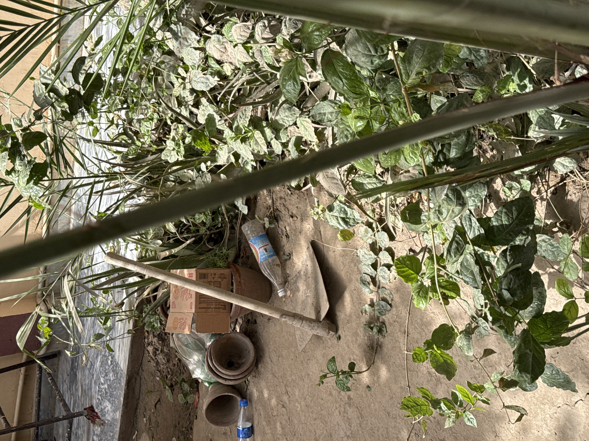 The image shows an outdoor area littered with gardening items and debris. In the foreground, there are several terracotta pots stacked on top of each other, along with two plastic water bottles. A garden hoe lies diagonally across the frame, partially obscured by a cardboard box. The ground is mostly dirt and concrete, with patches of green plants and weeds growing around the area. The scene appears to be in a state of disarray, with scattered items and unkempt vegetation. The location is unknown.