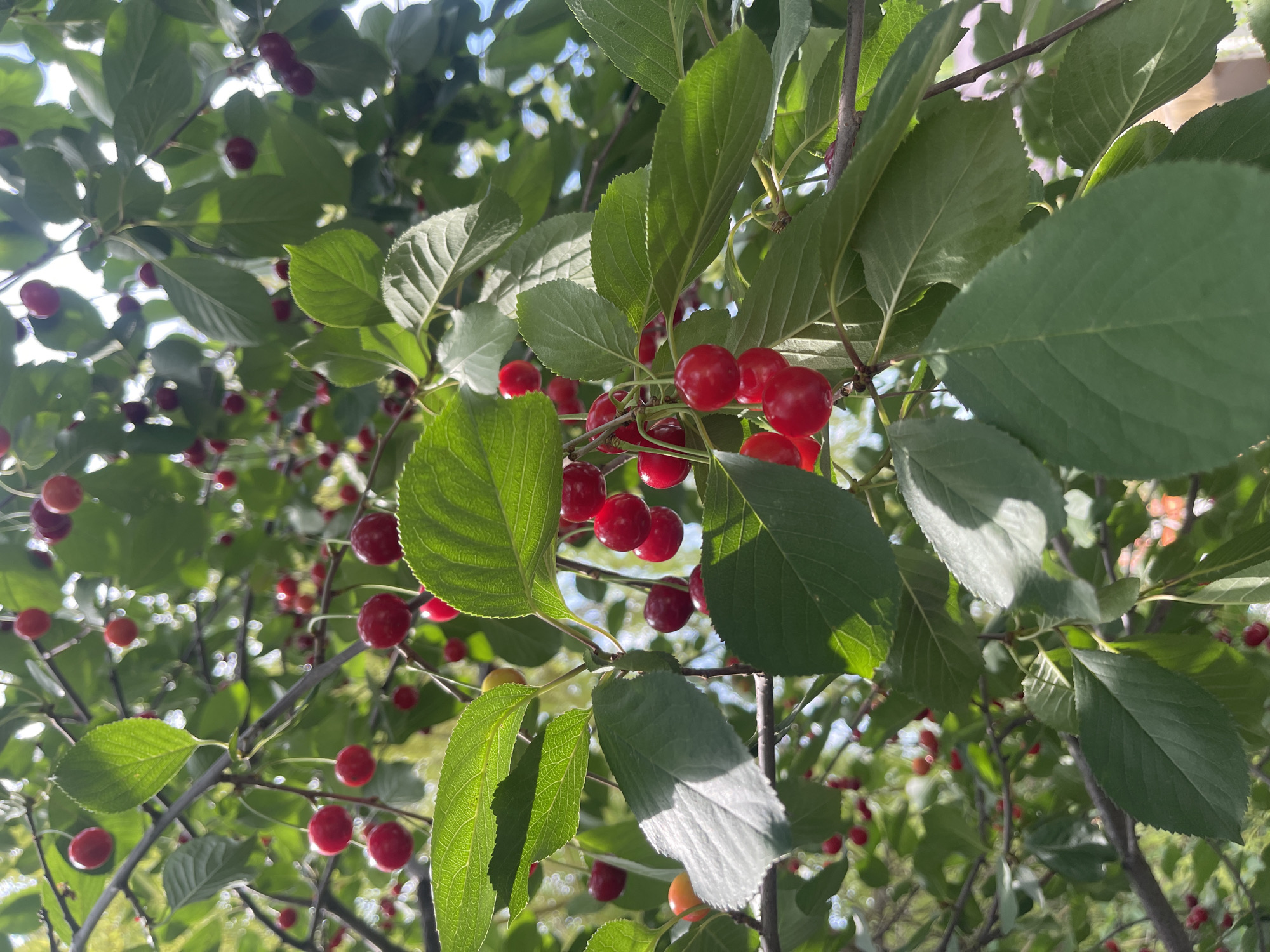 The image shows a close-up, upward-looking view of a cherry tree branch laden with ripe red cherries and green leaves. The lighting suggests it is daytime, with sunlight filtering through the foliage and creating dappled shadows. The cherries are clustered together, some hanging individually and others in small groups. The leaves are broad and oval-shaped with serrated edges. The background is a blur of green foliage and bright sky, indicating an outdoor setting. There are no people or man-made structures visible in this particular frame, focusing solely on the natural elements of the tree. The image does not contain any specific visual cues to identify its location in Yerevan, Armenia.