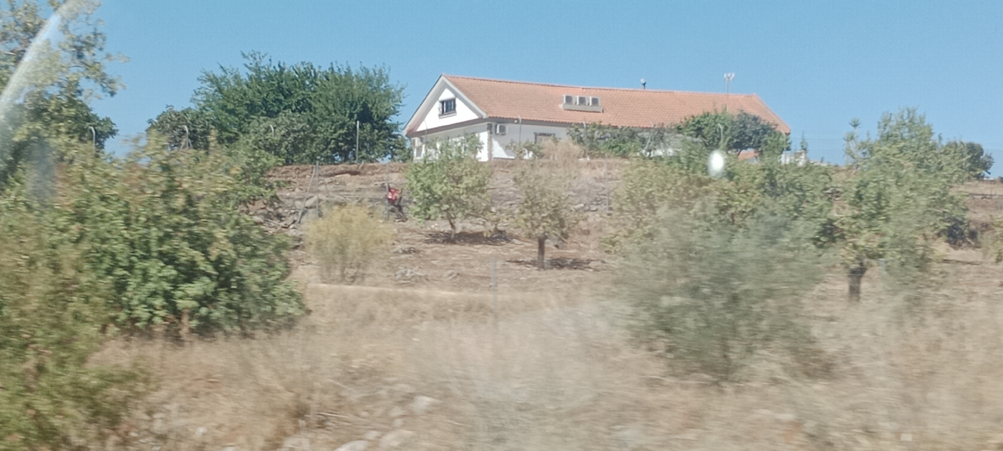 This is a daytime, eye-level, medium shot of a hillside in Los Santos de Maimona, Spain, dominated by vegetation and a white house with a terracotta tiled roof. The sky is clear and blue. The house is positioned towards the top-center of the frame, with its front facade visible. It features a gabled roof with several dormer windows and a prominent triangular attic window. The surrounding terrain is rocky and covered with dry grass and scattered trees. In the mid-ground, a person wearing a red backpack is walking up the hill, appearing to be in motion. Several smaller trees and bushes are distributed across the hillside. The foreground is densely populated with more trees and dry vegetation, some of which are out of focus, suggesting movement or a distance from the camera. The scene depicts a rural or semi-rural environment on a sunny day.