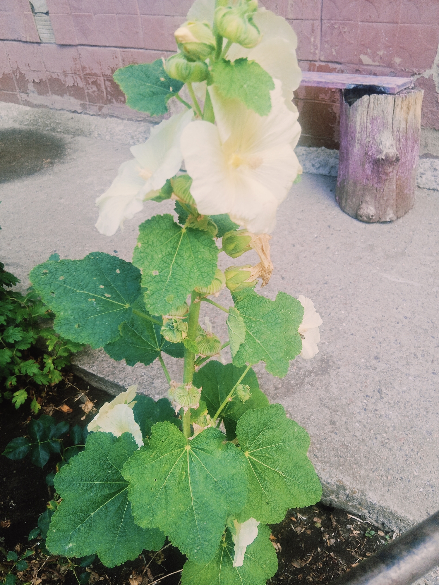 The image depicts a tall, light-yellow hollyhock plant with large, green, lobed leaves and developing flower buds. Several open, pale yellow flowers are visible on the upper portion of the stalk. The plant is situated outdoors, with a textured, grey concrete surface in the foreground and mid-ground, suggesting a paved area. In the background, a pinkish-brown tiled wall is visible, along with a rough, weathered wooden log with a purplish-stained top serving as a makeshift seat or bench. A dark, damp soil area is present at the base of the plant. The scene appears to be in an urban setting, possibly a courtyard or garden area within Pivdennoukrainsk, Ukraine. No people are present in the image. The lighting suggests an overcast or diffused daylight condition.