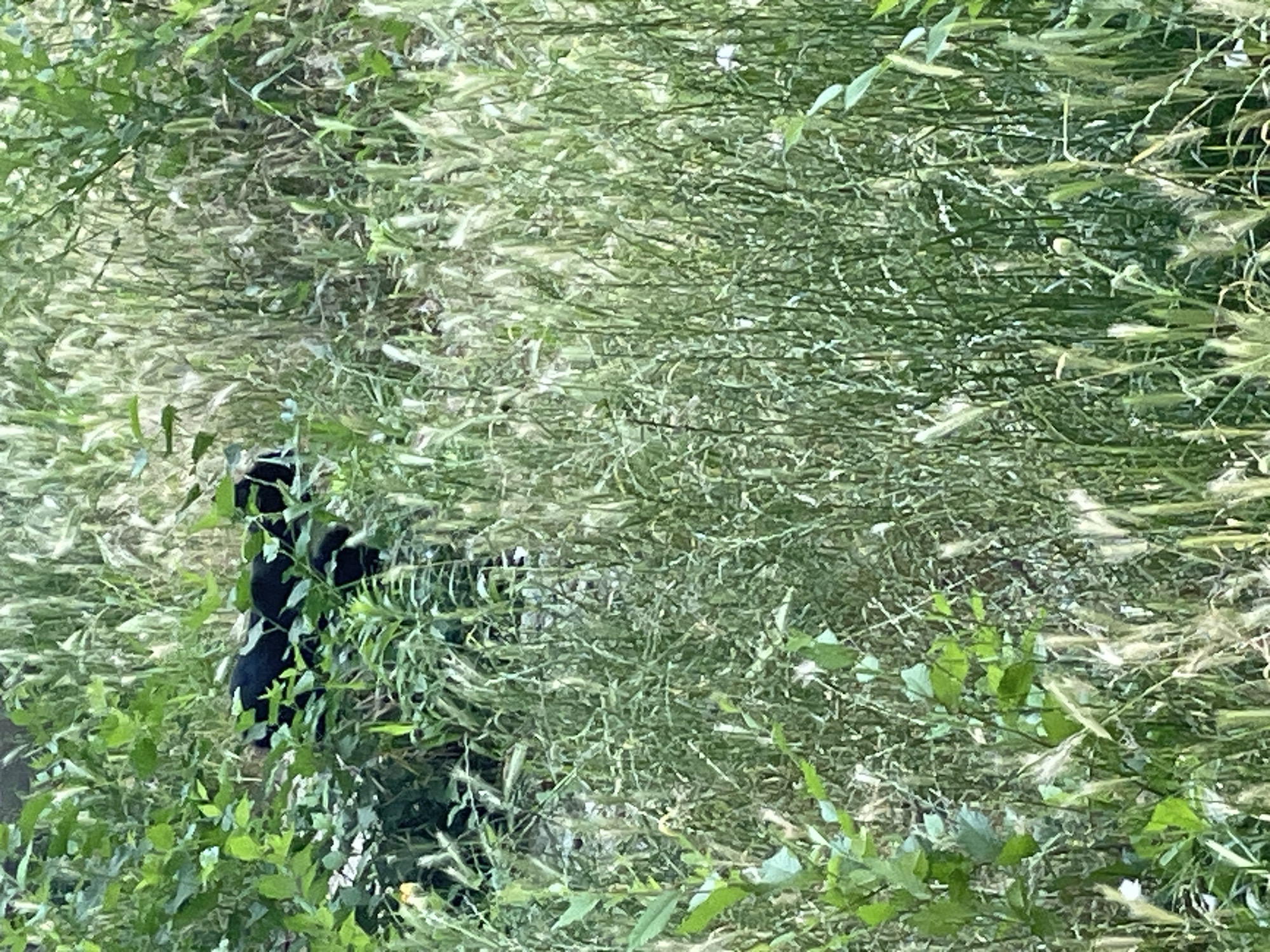 A black animal, possibly a dog or a wild animal, is partially visible amidst dense green foliage and tall, dried grass. The animal appears to be walking or moving away from the viewer, with its body mostly obscured by the vegetation. The environment suggests an outdoor, unkempt area, possibly a park or overgrown lot in the city of Cahul, Moldova. The lighting indicates it is daytime. The focus is on the animal and its surroundings, with the background being a blur of green and brown.