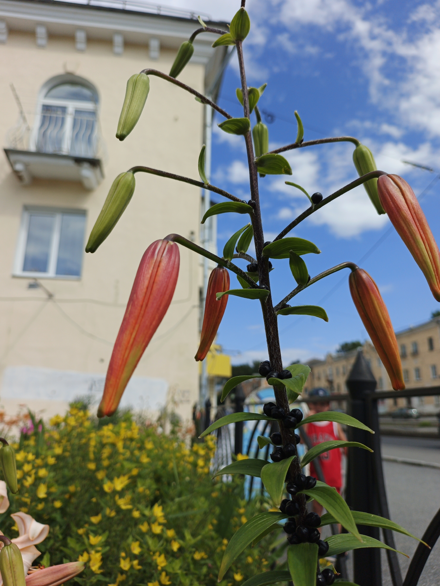 This is a medium shot of a lily plant with several buds and some dark berries, against a backdrop of a building and a street scene. The lily stalk is prominent in the foreground, with slender green leaves and a few dark, round berries clustered along its length. Several lily buds, still closed and pointed, are visible, some green and others showing hints of orange. Two lily buds have begun to open, revealing the vibrant orange and red petals within, still tightly furled.
In the background, a pale yellow building with a distinctive arched balcony and windows occupies the left side of the frame. To the right of the building, a street is visible, with a black metal fence running along the sidewalk. Beyond the fence, a blurred figure of a person wearing a red shirt is partially visible. The sky is a bright blue with scattered white clouds, suggesting a pleasant day. A patch of yellow flowers and green foliage is visible in the mid-ground, adding a splash of color and indicating a garden or planted area.
The lighting suggests it is daytime, likely late morning or afternoon. The scene appears to be in a developed area, possibly a city street or residential neighborhood, given the presence of the building and street. No text is visible in the image.