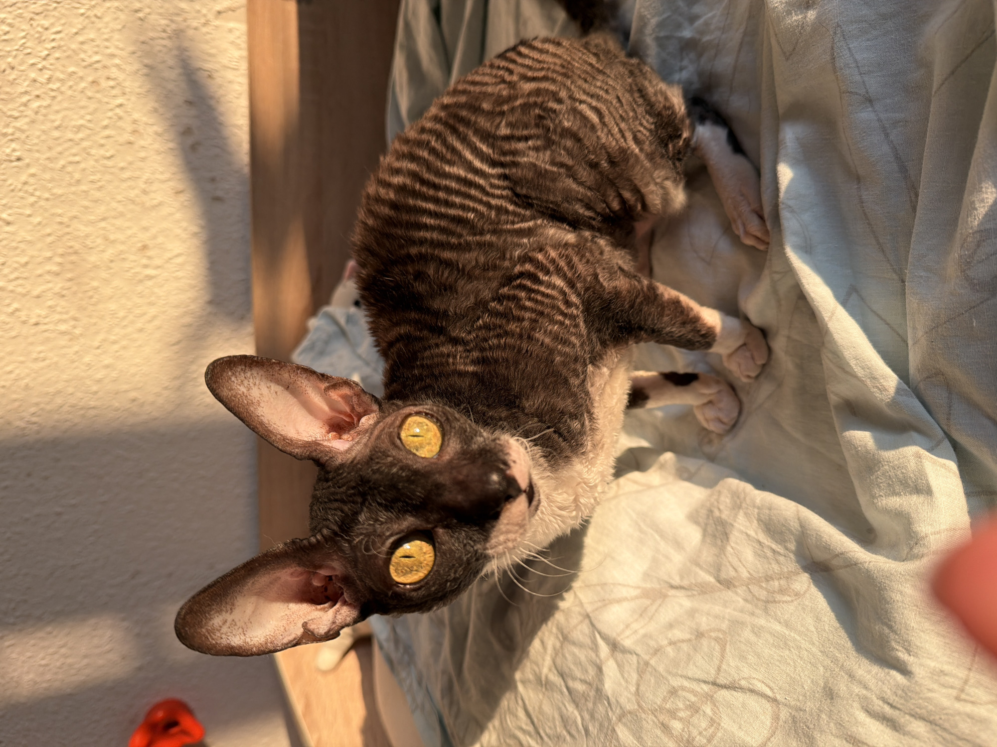 A Cornish Rex cat with dark, wavy fur and striking yellow eyes is the central subject of this image. The cat is positioned on a light blue patterned sheet, likely a bedspread. The lighting suggests it is late afternoon or early evening, with warm sunlight casting shadows on the wall behind the cat. The background includes a textured, cream-colored wall and a hint of a wooden surface. There are no visible people or specific landmarks that would indicate a location within Yekaterinburg, Russia. The image is a close-up shot, focusing on the cat's distinctive features and the texture of its fur.