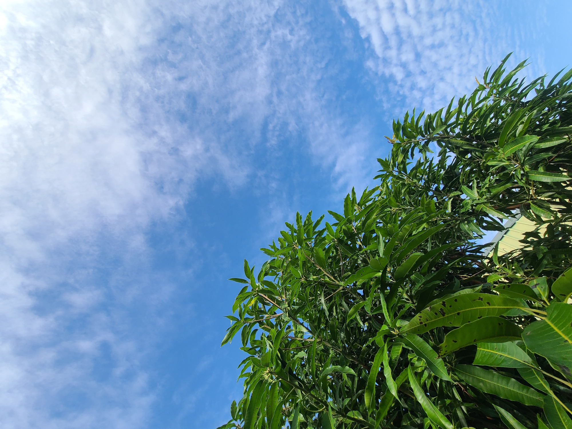 A low-angle, full shot shows the dense green foliage of a mango tree against a bright blue sky with scattered wispy white clouds. The leaves are large and pointed, some showing minor blemishes. The branches extend across the upper left quadrant of the image. A hint of a building roofline is visible at the bottom right. The scene is outdoors and appears to be in Kuru Karama, Nigeria.