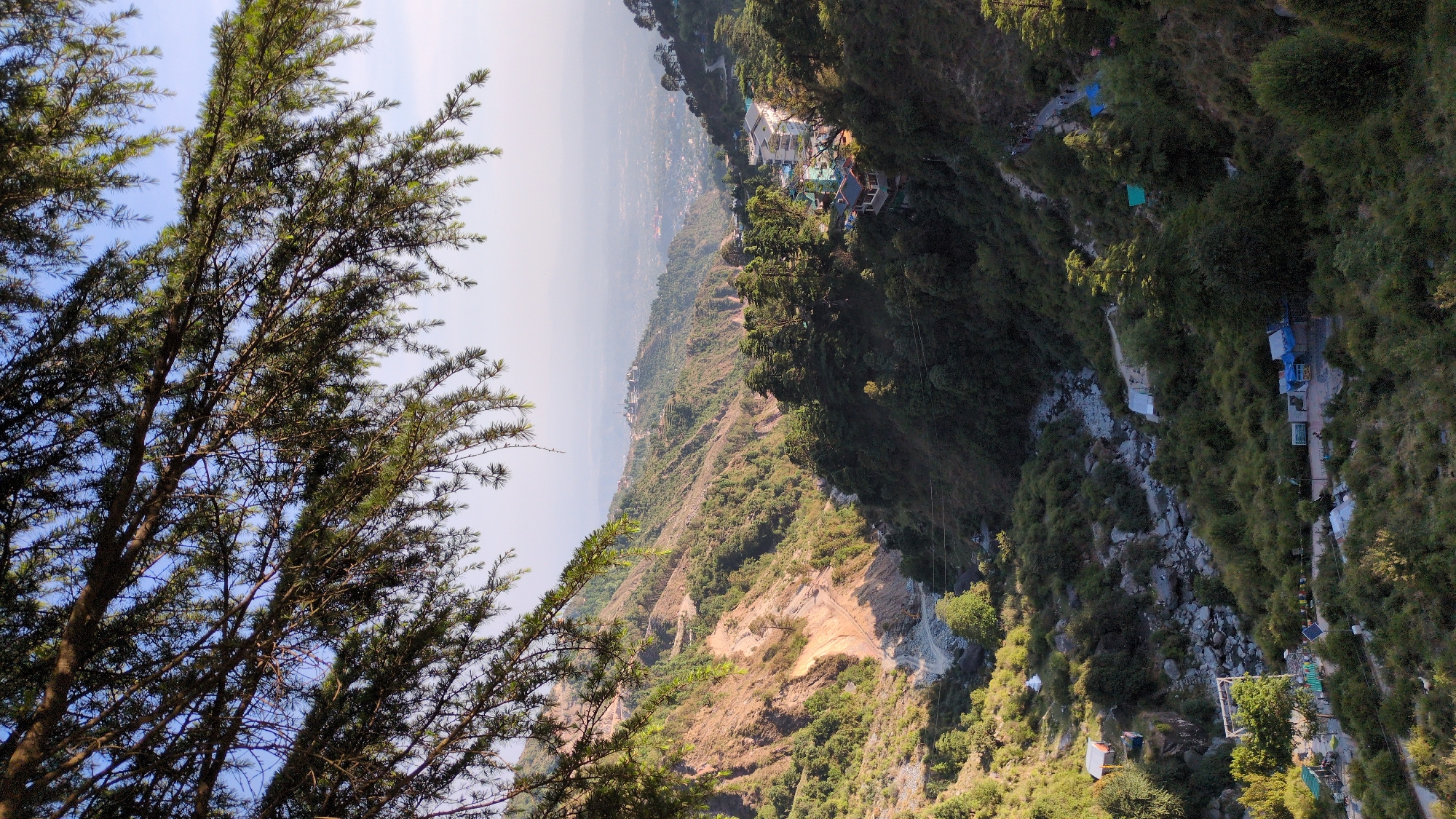 A panoramic landscape photograph, viewed as if rotated 90 degrees counter-clockwise, captures a sweeping view of a mountainous valley or gorge, likely in Bhagsu, India.
In the immediate foreground on the left, the dark, intricate branches and green needles of a coniferous tree, possibly a Cedar or Deodar, frame the scene, silhouetted against a clear, light blue sky.
The expansive midground and background reveal a dramatic mountainscape. Verdant hillsides, densely covered with trees and lush vegetation, descend into a deep valley. The terrain shows variations in color, with some sun-drenched patches of lighter brown earth interspersed with the dominant green. In the distance, a hazy horizon suggests a vast plain or another mountain range, with what appears to be a town or settlement discernible in the far-off valley.
Scattered throughout the visible landscape are signs of human presence. On a higher ridge in the midground, several multi-story buildings with light-colored walls and distinctive blue or green roofs are nestled among the trees. Further down into the gorge, along winding paths, numerous smaller, rustic structures are visible. Many of these have bright blue tarpaulin coverings, suggesting temporary shelters, shops, or local establishments. A visible path or road snakes along the contours of the valley. In one of the detailed views, colorful prayer flags can be seen strung across a section of the path, adding a distinct cultural element common to the region. What appear to be thin lines, possibly power cables or zip lines, traverse the gorge in various places.
The image was taken during daytime, likely late morning or early afternoon, under clear skies with abundant natural light casting distinct shadows. No specific human activity is depicted, making it a serene landscape view. There is no visible text in the image.