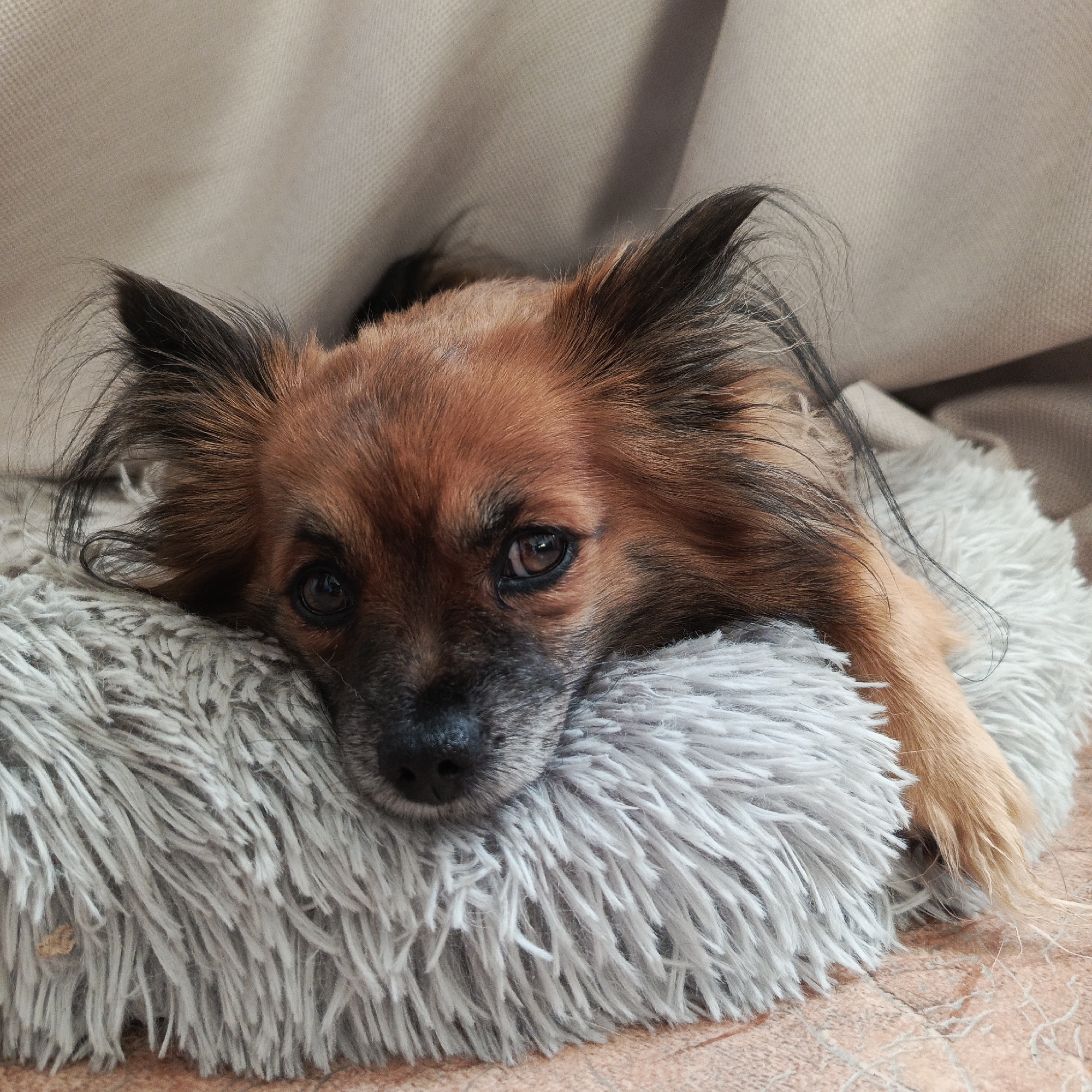 A medium-sized, long-haired dog with brown and black fur lies on a light gray fluffy cushion. The dog's head rests on the cushion, and its front paw is visible extending from the side. The dog's ears are large and pointed, with black hair at the tips. A beige curtain or blanket is in the background. The surface beneath the cushion appears to be a tiled floor. The location, Chaikovsky, Russia, is not discernable from the image.