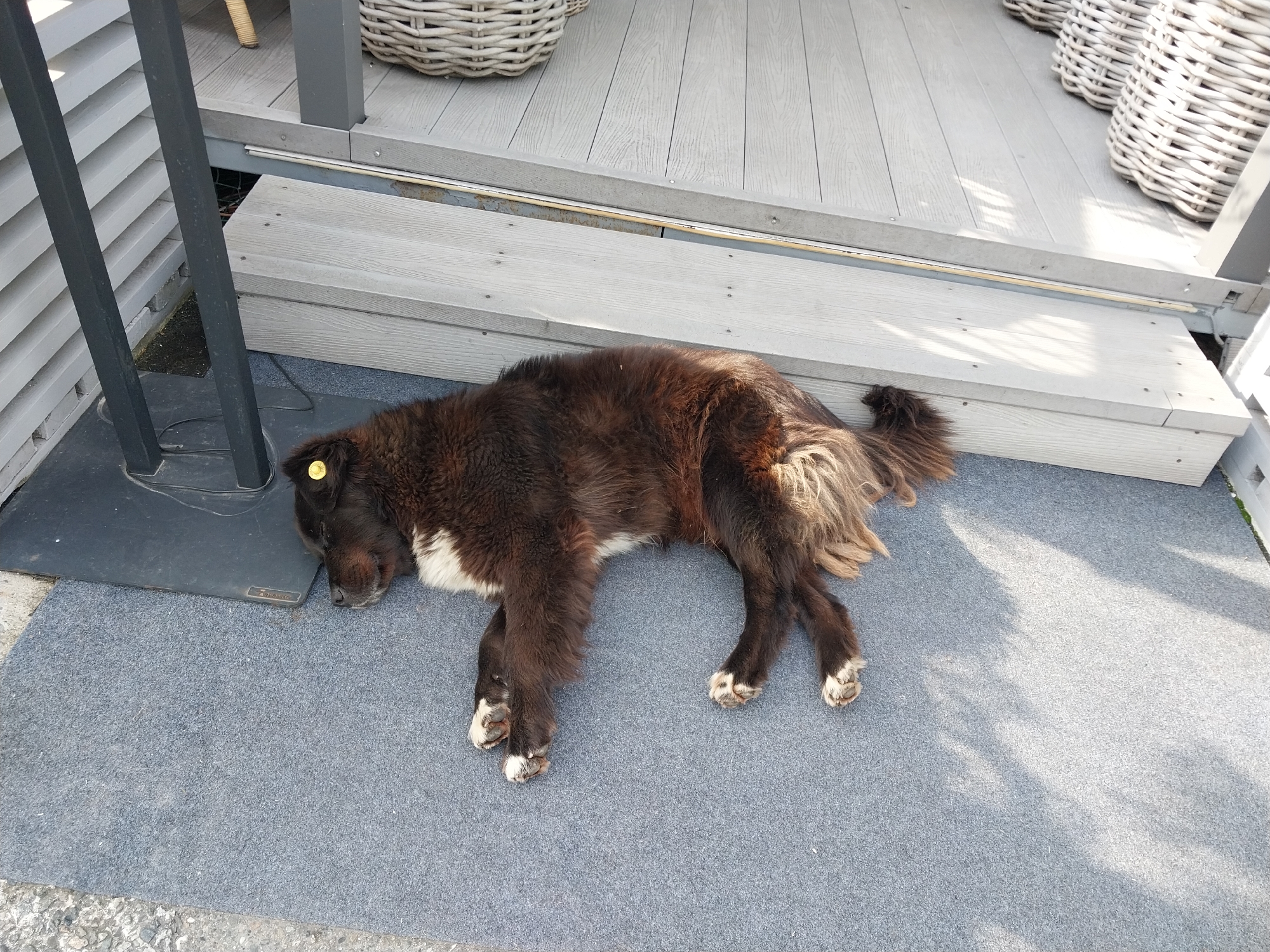 A large, shaggy dog with predominantly dark brown fur, featuring lighter brown highlights on its tail and white markings on its chest and paws, is seen lying peacefully on a grey outdoor carpet. A yellow ear tag is visible on its left ear, commonly used in stray animal management programs, indicating its context within Sochi, Russia. The dog is sleeping or resting, appearing calm and relaxed in the bright sunlight, which casts distinct shadows on the carpet and deck, suggesting a clear daytime.
The dog is positioned next to a raised outdoor platform or deck, constructed from light grey composite planks, with two steps leading up to it. To the left, a white slatted wall, likely part of a building's exterior, is visible. Two black vertical poles stand near the wall. In the background, several large, light-colored wicker baskets are arranged on the deck. The setting appears to be an outdoor patio or entrance area, well-lit by the sun. No discernible text is visible in the image.