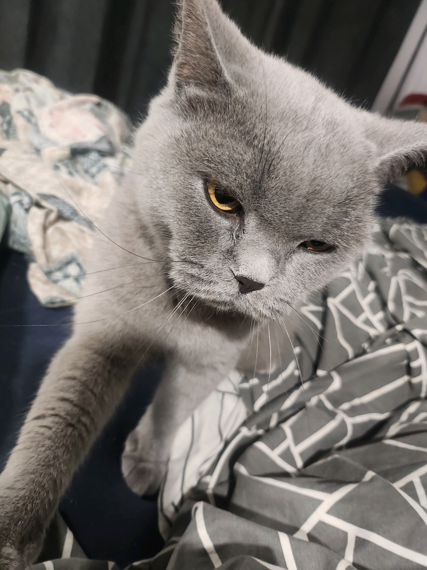 A close-up, high-angle shot shows a gray British Shorthair cat with yellow eyes on a bed. The cat is looking down and to the right, with its head tilted slightly. The cat's left paw is extended forward, resting on a gray and white patterned blanket. The background is a dark blue duvet with a floral pattern on the left and the gray and white patterned blanket on the right. The image appears to have been taken indoors, likely in a bedroom. There is no visible indication of the location being in Tsarevo, Bulgaria, or any other specific city.