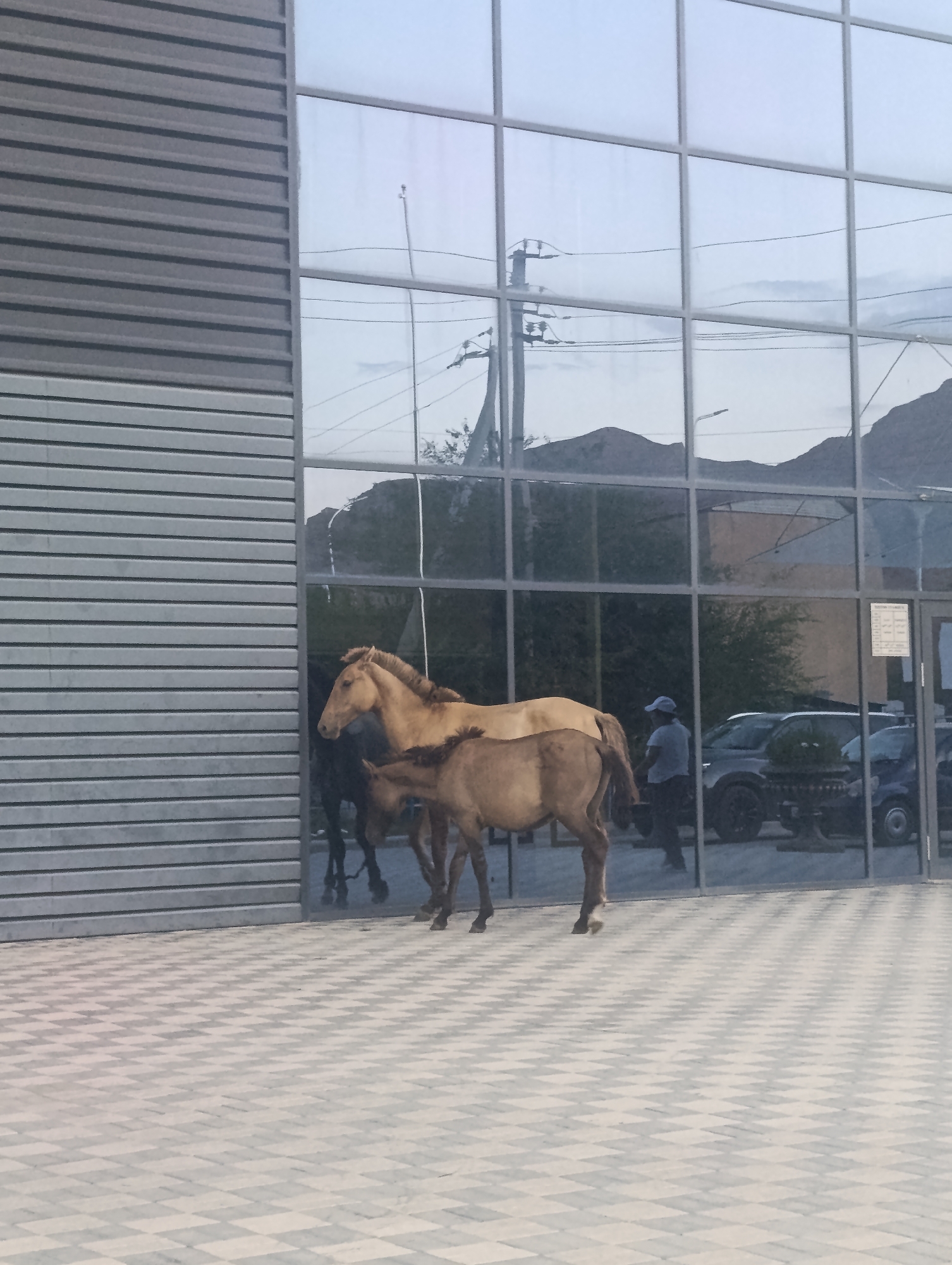 Two horses, one adult and one foal, stand on a tiled walkway in front of a modern building with large glass windows in Naryn City, Kyrgyzstan. The adult horse is tan, and the foal is a lighter brown. The building's facade is a combination of horizontal gray siding and reflective glass panes. The glass reflects the sky, distant mountains, power lines, and a few parked vehicles, including a dark-colored SUV and a blue car. A person wearing a blue cap and dark clothing is visible in the reflection, standing near the vehicles. The tiled walkway has a diamond pattern in shades of gray and white.