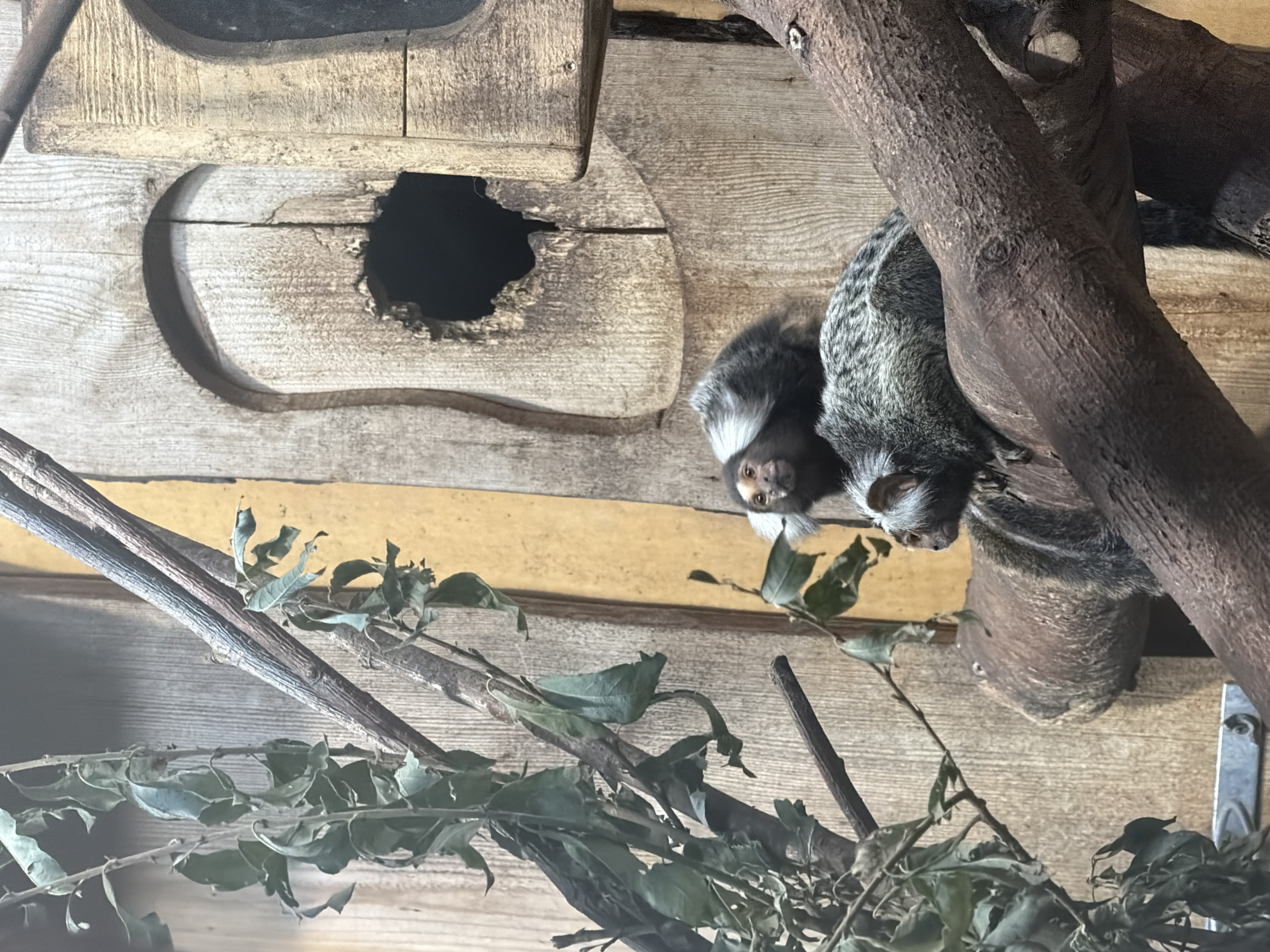 Two small monkeys, likely marmosets, are perched on tree branches against a wooden backdrop. The monkey in the foreground is facing right, with its back to the camera, and its fur is gray and white. The second monkey, partially visible behind the first, is facing left and looking towards the viewer, with black and white markings on its head and face. The background consists of weathered wooden planks with a carved opening and a dark hole. Green foliage hangs from branches on the left side of the image. There is no information in the image to suggest a specific location in the city of Riga, Latvia.