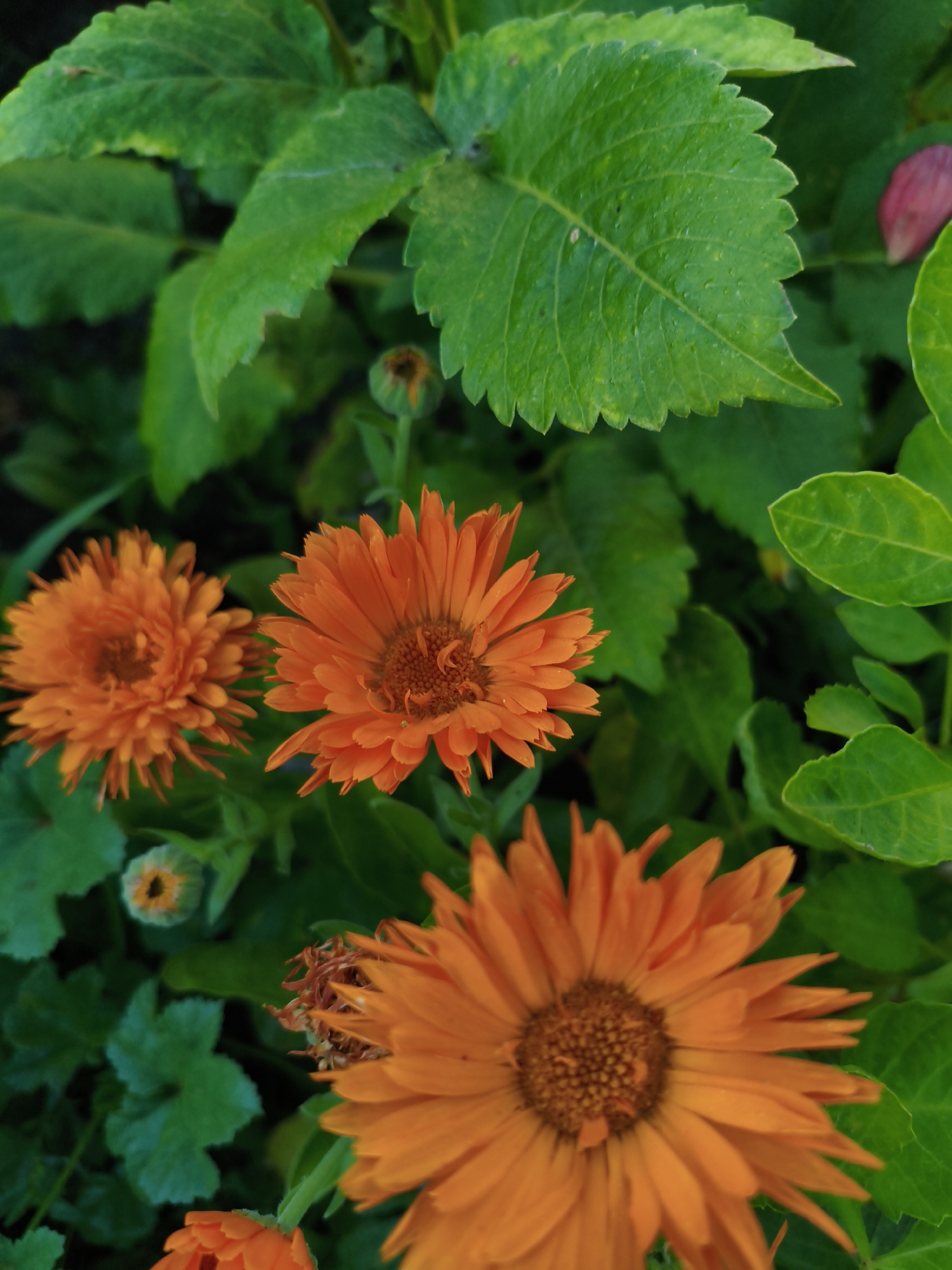 In Ақсуат ауылдық округі, Kazakhstan, a close-up, eye-level shot captures a cluster of vibrant orange marigolds with green foliage as the background. The focus is on three partially visible marigolds, with the largest and most detailed one dominating the bottom right of the frame. Its petals are a bright, saturated orange, with a textured, darker orange center. To its left, another marigold is slightly out of focus but still clearly identifiable by its orange petals. A third, smaller marigold is visible in the upper left quadrant, also orange. Interspersed with the flowers are lush green leaves, some with a serrated edge, adding depth and contrast to the scene. The lighting appears to be natural daylight, casting subtle shadows and highlighting the textures of the petals and leaves. The overall impression is one of natural beauty and a close-up view of a garden setting.