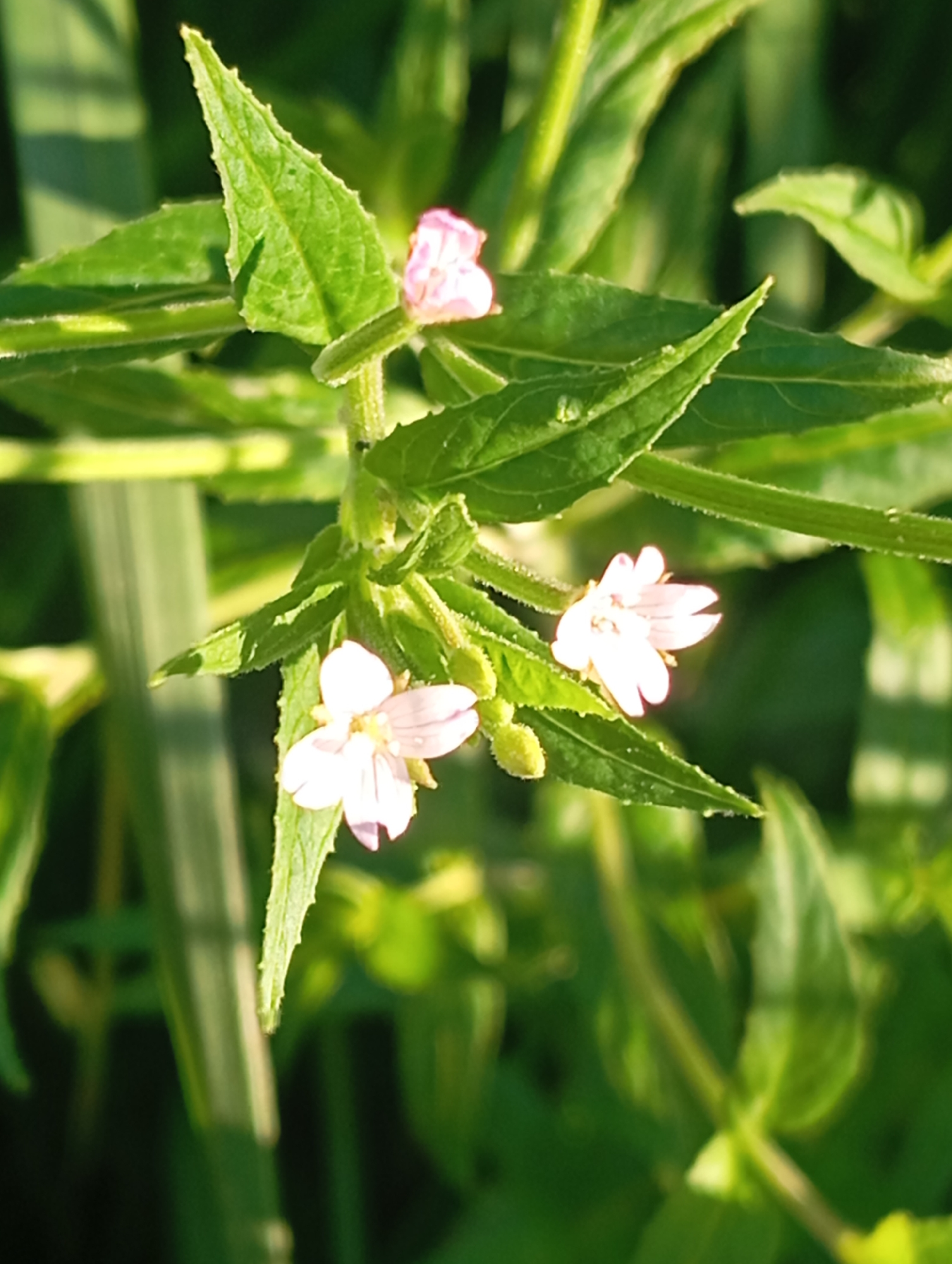 The image captures a close-up view of a plant with delicate pink flowers and green leaves, set against a soft, out-of-focus background of more greenery, suggesting an outdoor natural environment. One pink flower is prominently displayed in the upper center, with another to its lower right. Two small, undeveloped buds are visible just below the lower right flower. The plant's stems and the edges of the leaves appear to have fine hairs or textures, and there are some tiny water droplets on the leaves. The lighting suggests it is daytime, with sunlight illuminating parts of the plant. The overall impression is one of natural beauty and tranquility. The specific location in Sofiivska Borshchahivka, Ukraine, is not visually indicated within the image itself, but it is identified as the context for this scene.