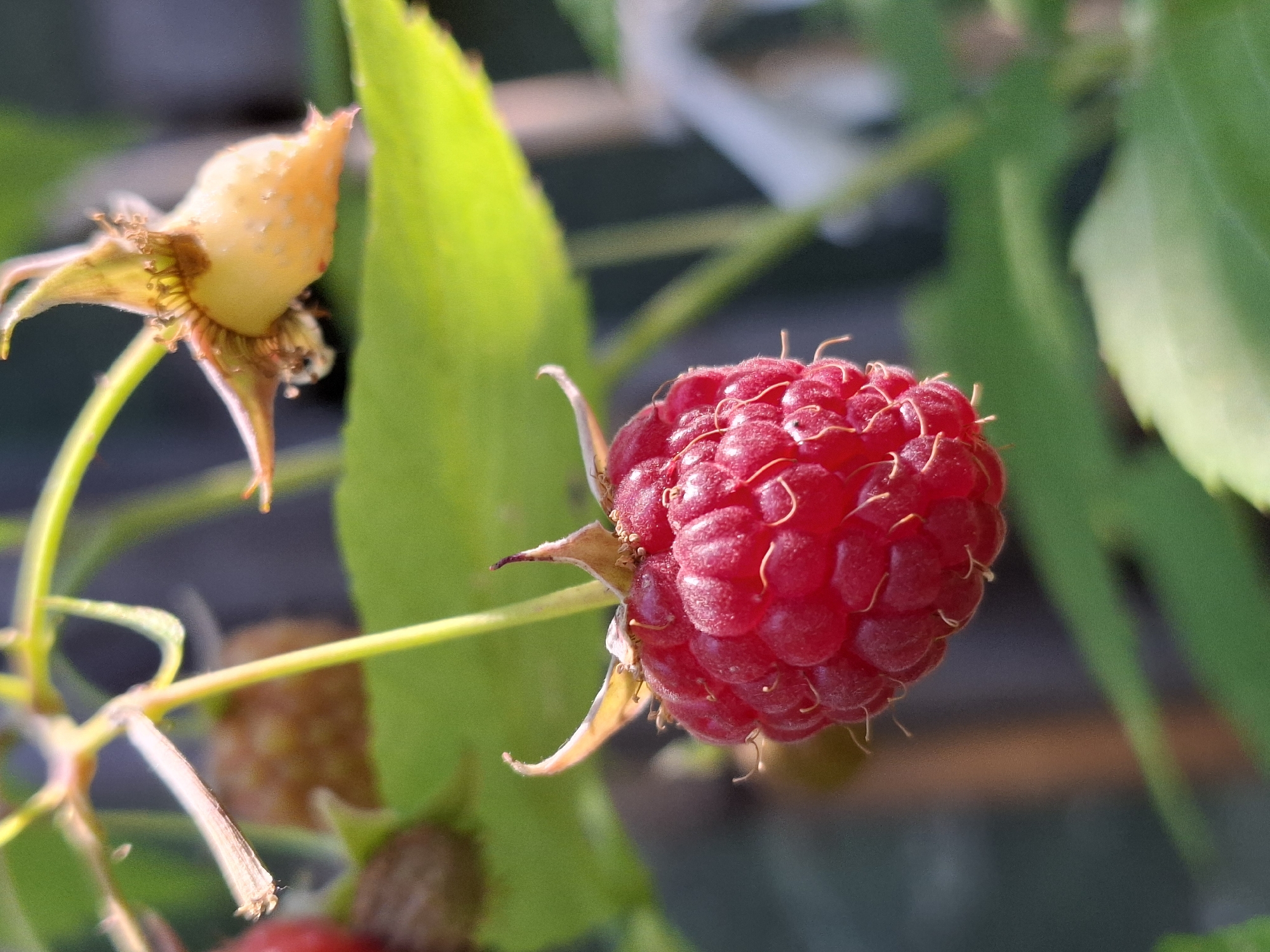 An extreme close-up shot shows a ripe, red raspberry hanging from a stem against a blurred green background. The raspberry is the primary subject, with its textured surface and small hairs clearly visible. Above and to the right, a pale, partially formed berry is also visible, along with the remnants of a flower. The lighting suggests an outdoor environment, possibly a garden. The setting is unspecified and cannot be determined from the image.
