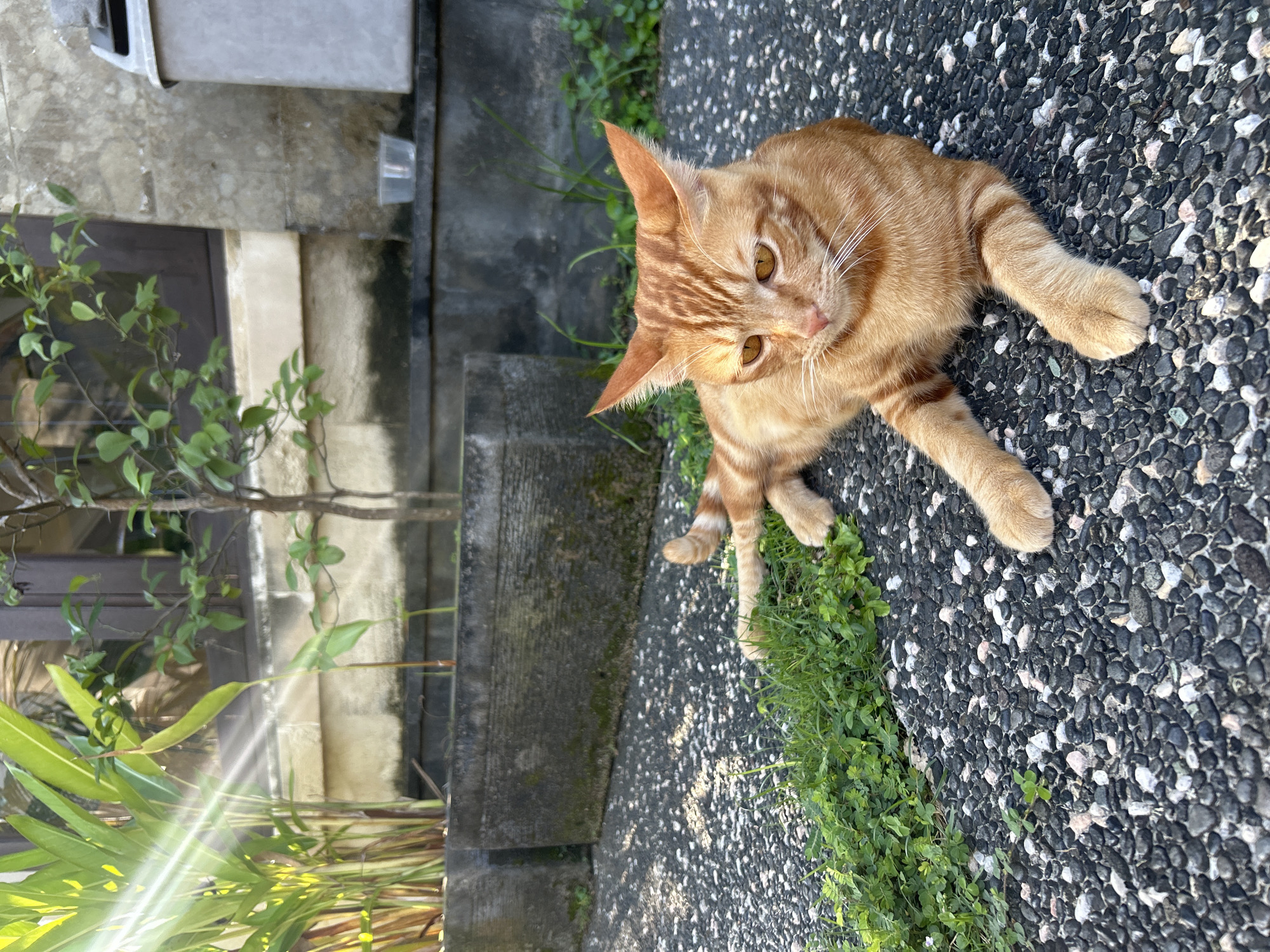 A ginger tabby cat lies on a pebbled surface with patches of green grass near a concrete structure with stairs in Kuta Selatan, Indonesia. The cat is facing the camera, with its paws outstretched. In the background, there's a building with a small tree and other vegetation. The light source appears to be natural sunlight.