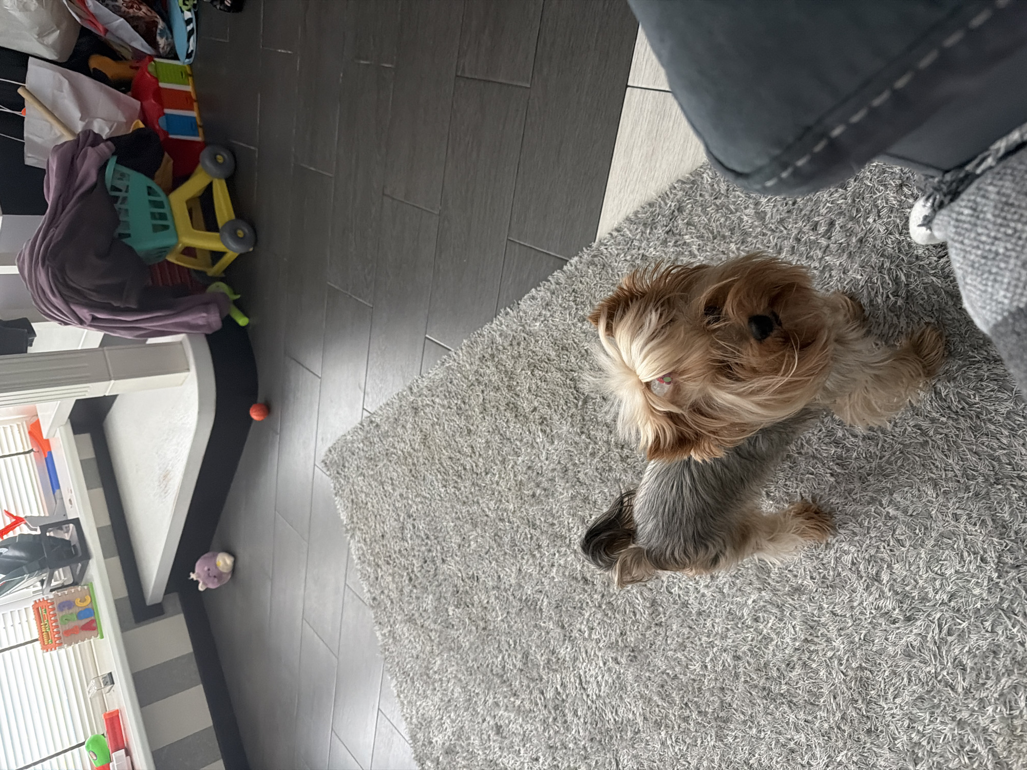 The image depicts an indoor scene, likely a living room or play area, with a Yorkshire Terrier dog standing on a light grey carpet. The dog is facing the camera, with its head slightly tilted. In the background, there is a floor made of dark grey tiles. Further back, on a windowsill, are children's toys including an abacus and building blocks. Adjacent to the toys is a purple stuffed animal. To the right of the dog, a dark grey sofa or chair is partially visible, along with a person's legs wearing dark pants and a grey and white patterned blanket. The environment appears to be a domestic setting in Bila Tserkva, Ukraine.