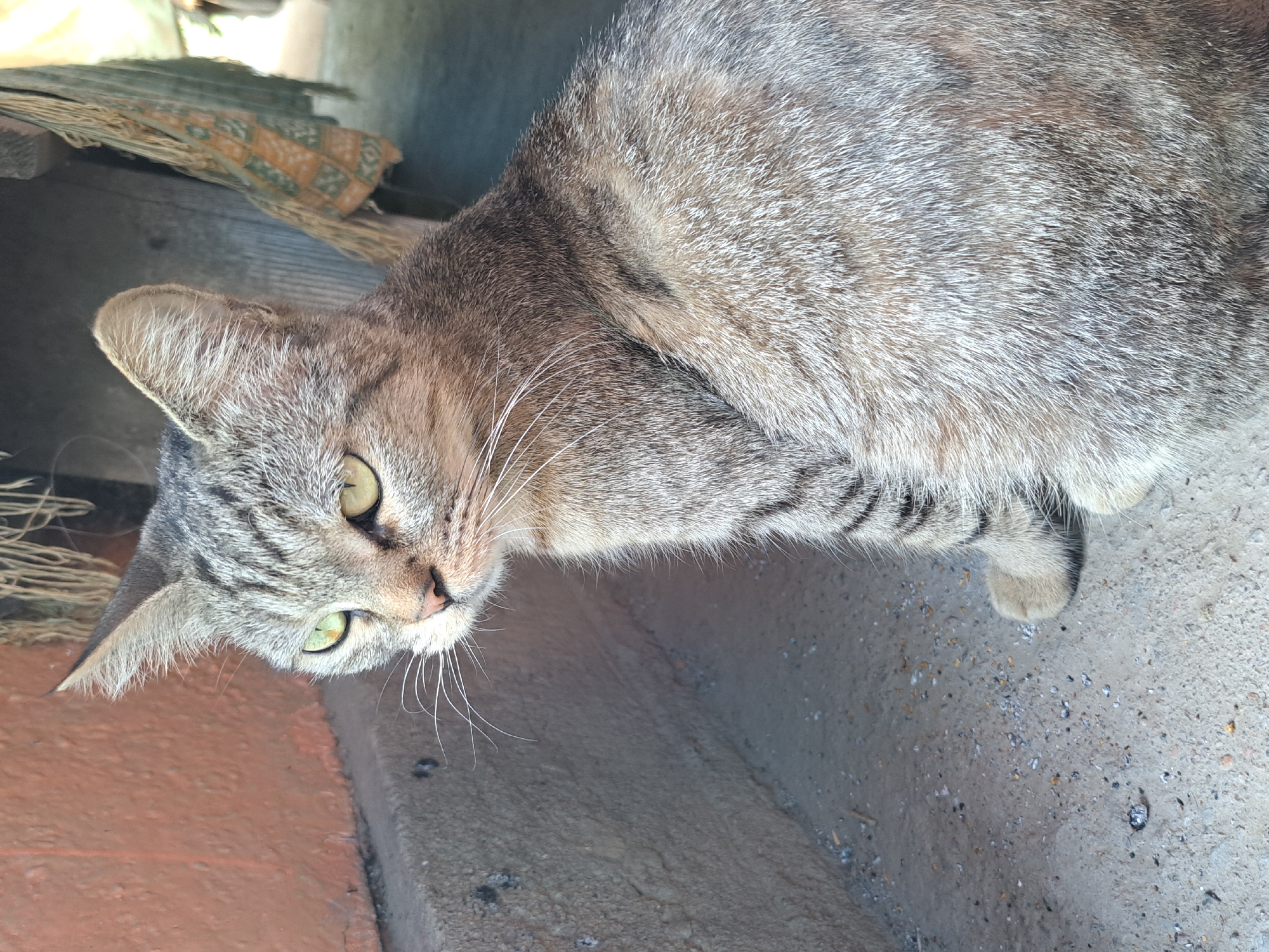 A domestic cat with grey tabby markings and green eyes is seated on a concrete surface next to a terracotta-colored wall. The cat is looking to its left, with its body angled away from the camera. Its fur is short and appears somewhat ruffled. In the background, a wooden structure with a patterned cloth hanging from it is visible, along with some dry vegetation. The overall lighting suggests an outdoor setting. The location is identified as Vypasne, Ukraine.