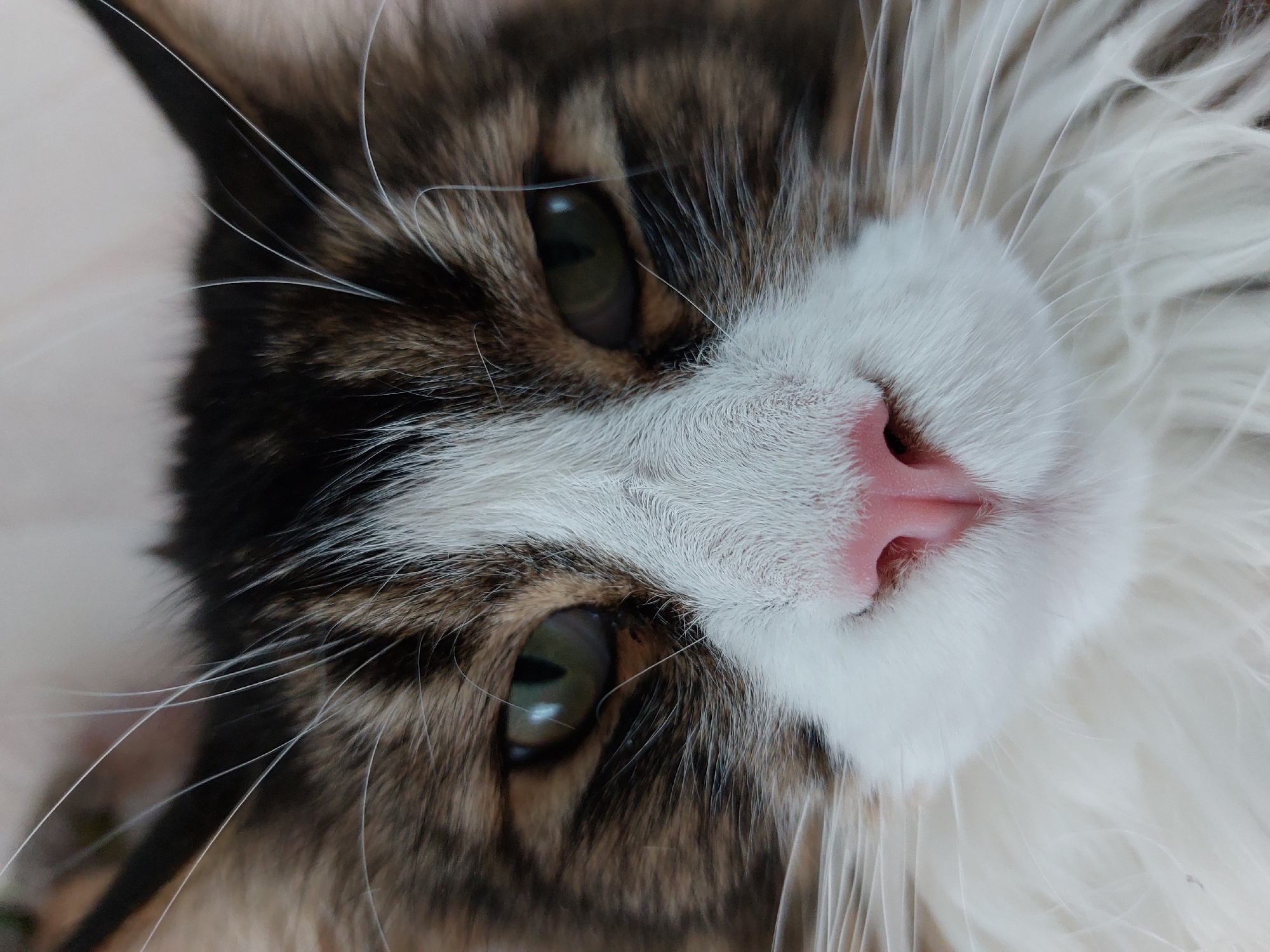 The image is a close-up, frontal shot of a domestic cat's face. The cat has prominent tabby markings in brown and black, with a white chest and muzzle. Its eyes are green and appear to be staring directly at the camera. The cat's nose is bright pink, and its whiskers are long and white. The background is a blurred, light-colored surface, possibly a wall or furniture. There is no discernible information within the image to suggest a location in Большой Букор, Russia, nor are there any people, actions, or interactions depicted. The image focuses solely on the feline subject.