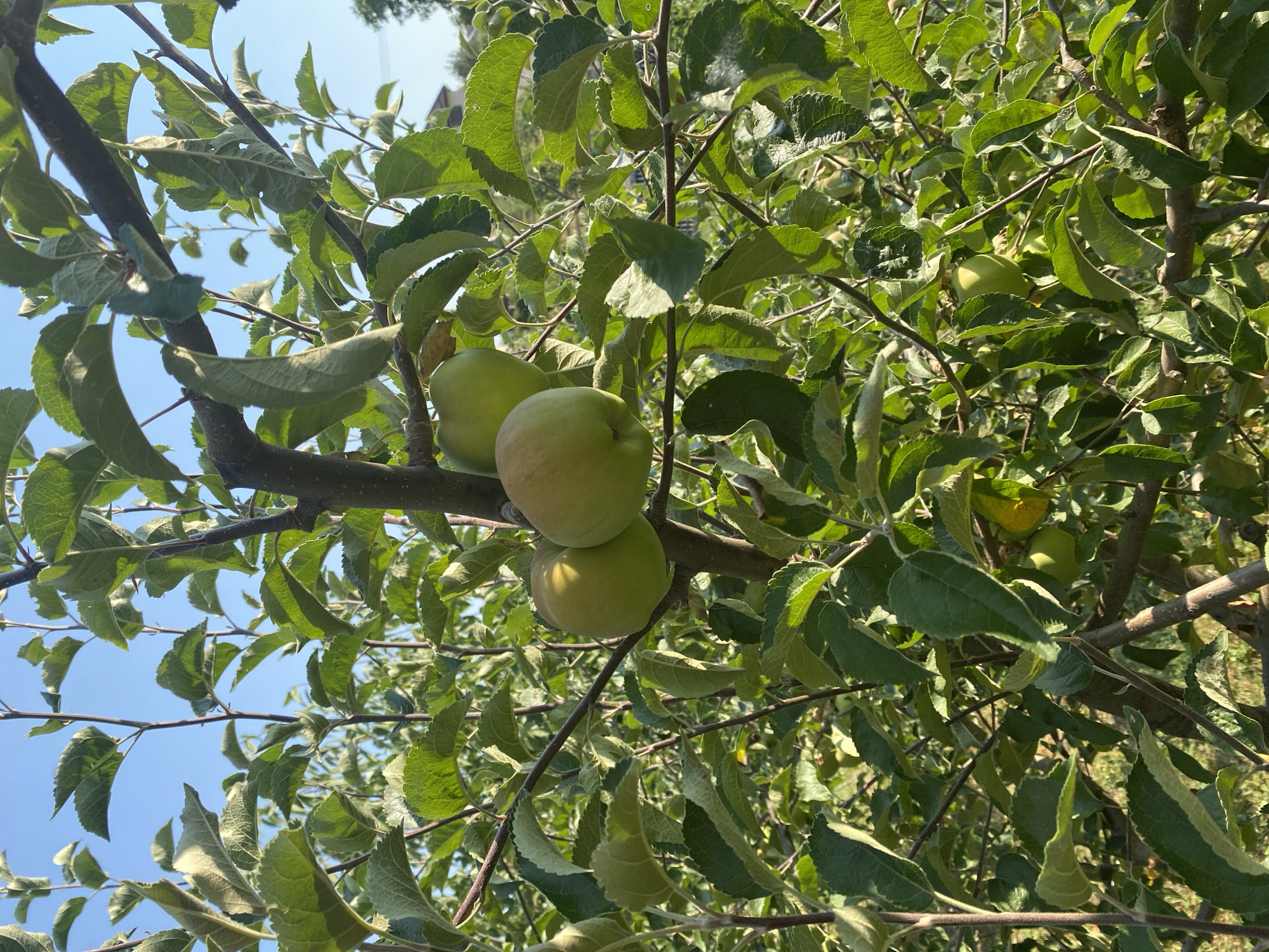 This is a close-up, eye-level, vertical shot of green apples growing on a tree. The apples are light green with a slight yellow tint and are clustered on a branch. They are surrounded by abundant green leaves of various sizes and textures. The background is a blur of more green foliage, and the bright blue sky is visible through the leaves. The overall impression is one of a healthy apple tree in a natural outdoor setting. There are no people or animals visible in the image. The scene is likely in an orchard or garden, given the presence of multiple apple trees and the general cultivation of the area. The image appears to have been taken on a sunny day, as evidenced by the bright lighting and the clear sky. There is no specific indicator of the location being Târgu Neamț, Romania, within the image itself; it is a general scene of apple trees.
