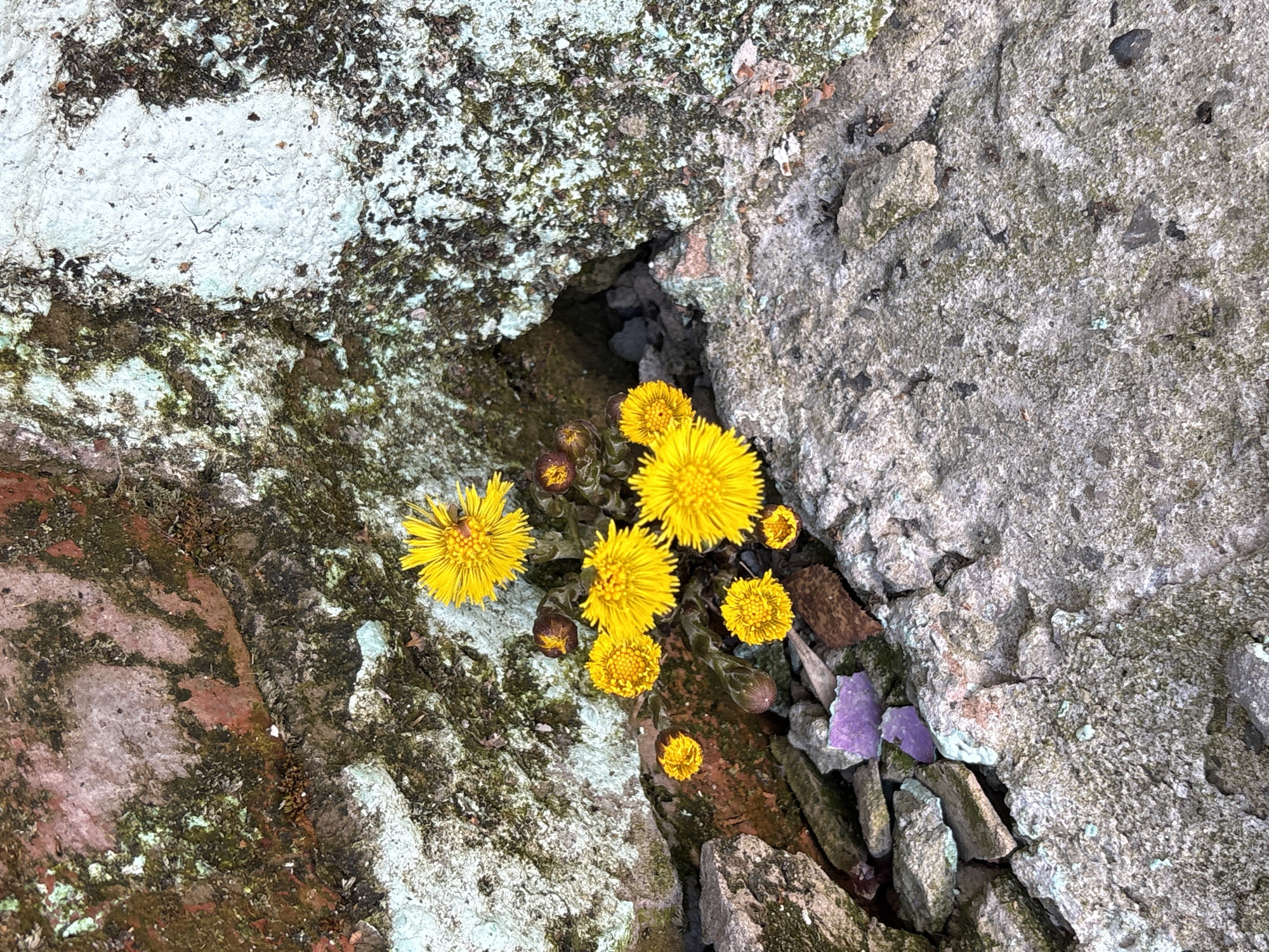 A cluster of yellow Coltsfoot flowers (Tussilago farfara) grows from a crevice between two weathered concrete structures. The concrete on the left shows remnants of paint and moss growth, while the concrete on the right is a rough, gray surface. A few pieces of purple debris lie among the stones and other debris in the crack. The exact location and context within Berezniki, Russia, are not discernible from the image.