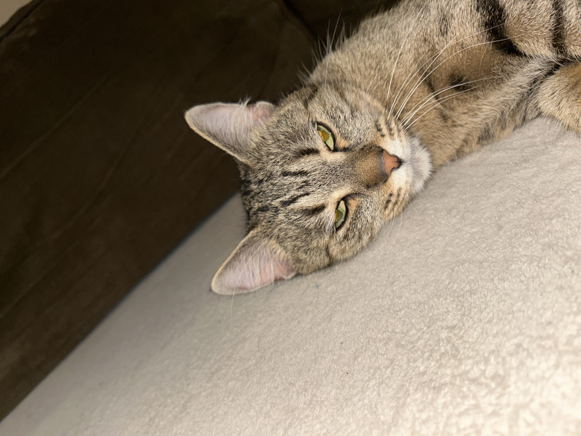 A close-up, eye-level shot captures a tabby cat with green eyes and a pink nose resting on a textured, beige surface. The cat's fur displays a pattern of brown, black, and tan stripes. To the right of the cat, a dark brown, soft surface, possibly upholstery, is visible, creating a dark background. The scene appears to be indoors, with no specific identifying markers to place it within Sofia, Bulgaria. The lighting is dim, creating shadows and highlighting the cat's features.