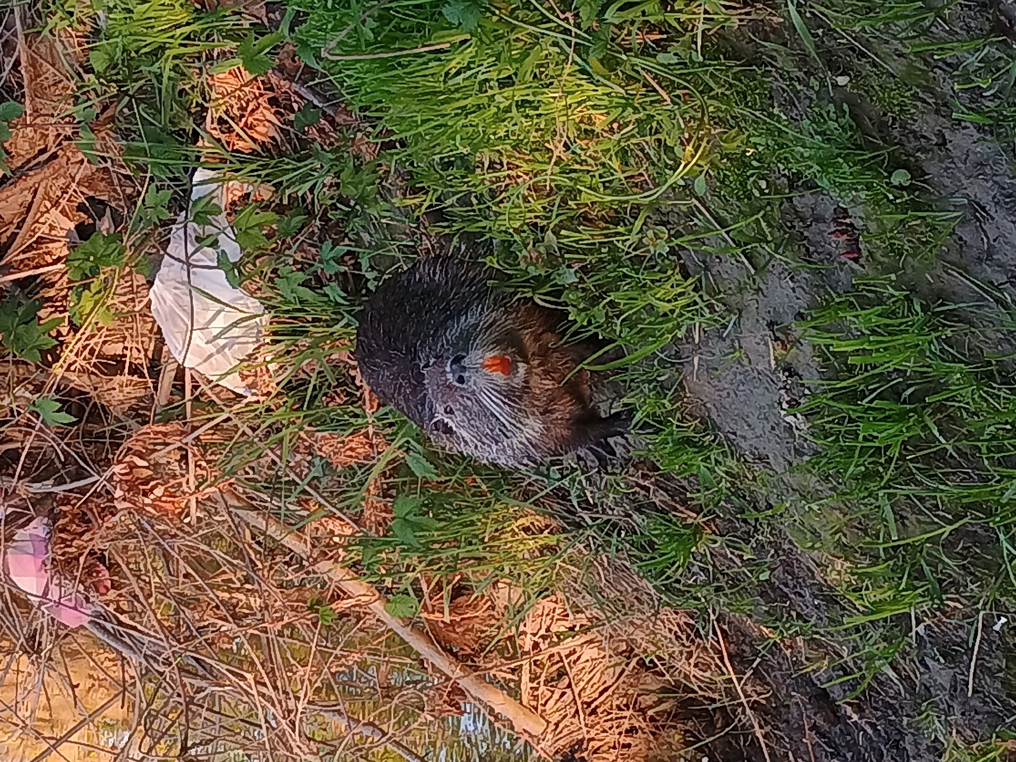 An overhead shot captures a large nutria (coypu) resting or observing on the ground, partially hidden by natural vegetation and some litter. The nutria, characterized by its dark, shaggy fur and distinct orange incisors, is positioned in the mid-right of the frame, looking slightly upwards and to the left.
The setting consists of a mix of green grass, dry brown foliage, twigs, and patches of dark, bare earth or mud. The ground cover provides some camouflage for the animal. In the lower-left and mid-left areas, pieces of human-generated litter are visible, including a white plastic bag partially obscured by plants, and a smaller pink or reddish object further left.
The lighting suggests late afternoon or early morning, with warm, angled sunlight casting shadows and highlighting parts of the grass and the animal's fur. The overall scene depicts a wild animal in a natural, yet somewhat littered, environment. No specific activity beyond resting or observing is evident. The image does not contain any visible text. Given the location context of Plovdiv, Bulgaria, the presence of the nutria is consistent with areas near rivers or other water bodies in the region.