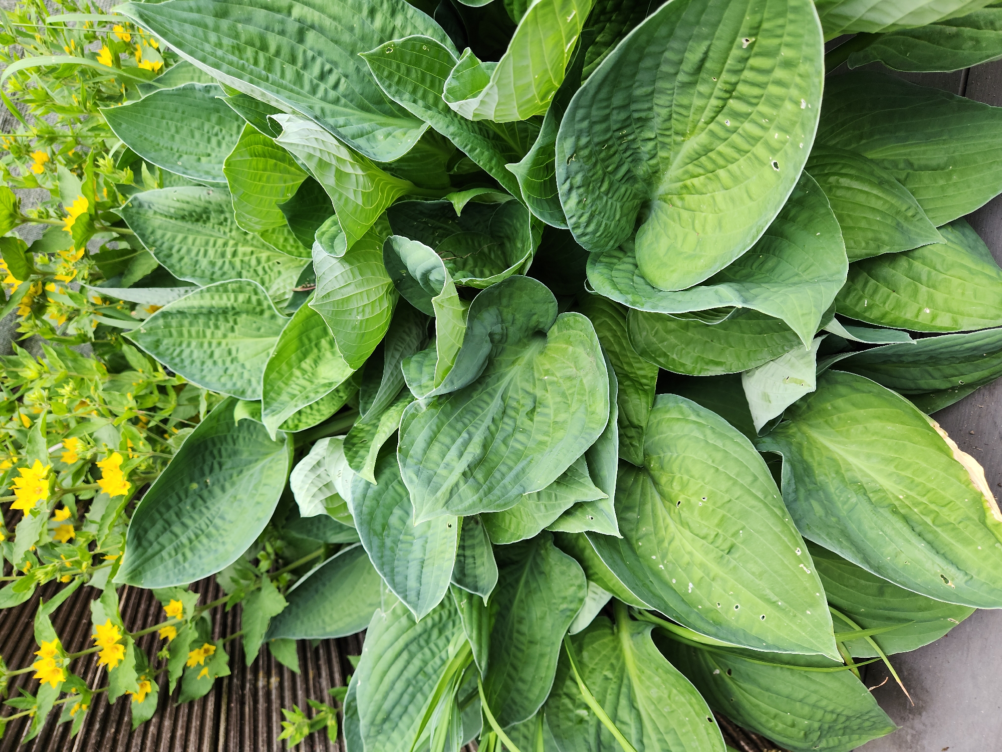 The image presents a close-up view of a vibrant outdoor plant arrangement. Dominating the foreground and center is a dense cluster of Hosta plants, characterized by numerous large, broad, and deeply ribbed leaves. The Hosta leaves exhibit various shades of green, with some displaying lighter green variegation or mottled patterns. Several leaves show minor signs of wear, including small, irregular perforations and slight browning along the edges. In the background, particularly visible on the left and upper right, are flowering plants with abundant bright yellow, five-petaled blossoms and slender green stems and leaves, consistent with Lysimachia (loosestrife). A dark brown, horizontally slatted structure, appearing to be wood, is visible along the left side and extending slightly into the bottom of the frame. The scene is illuminated by natural, even daylight, suggesting an outdoor garden or planted area. No people or animals are present.