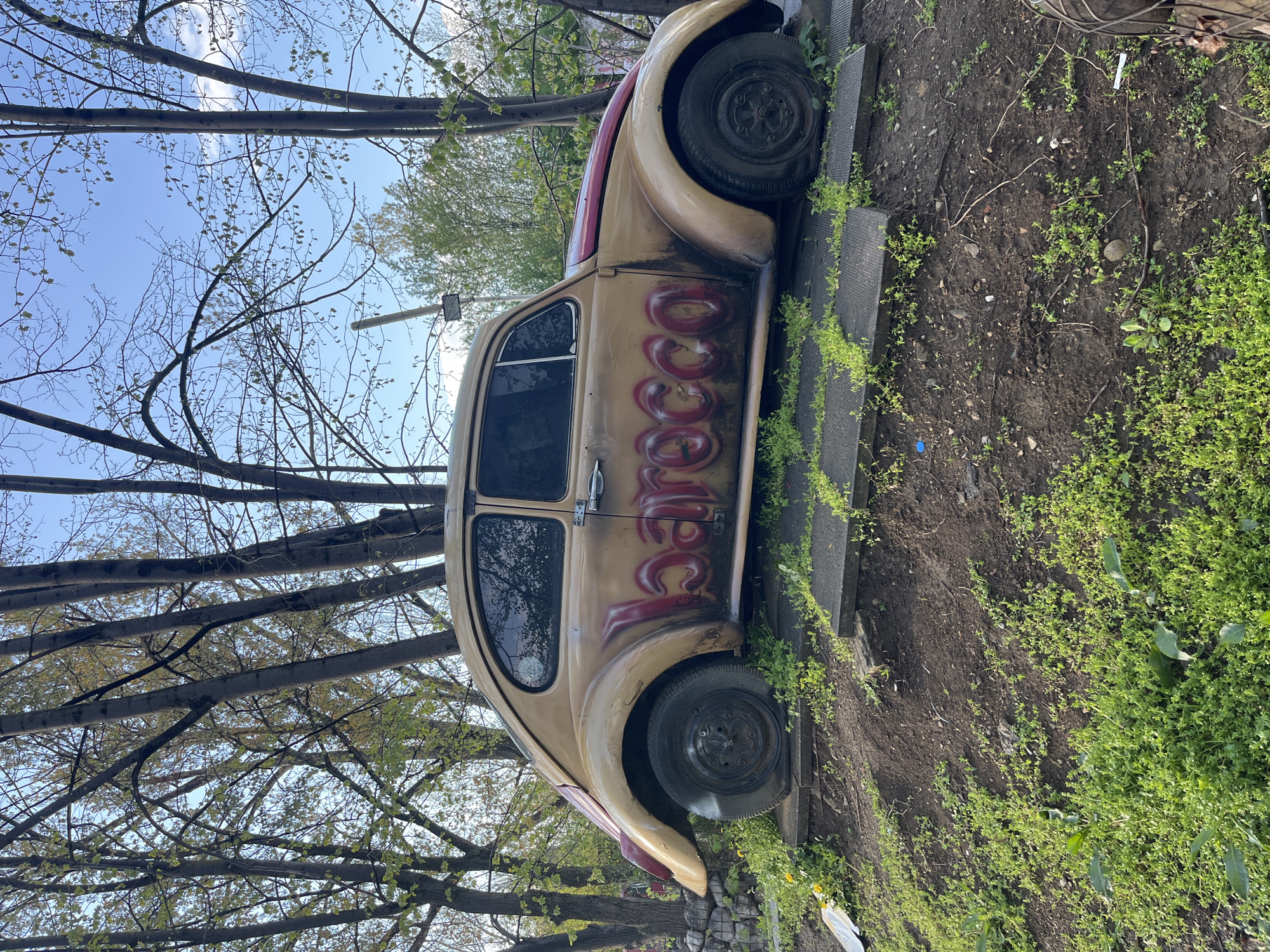 An old, light-colored car, resembling a classic Volkswagen Beetle, is parked outdoors in Sofia, Bulgaria. The car is tilted on its side due to the original image's orientation but is situated on a patch of bare earth and sprouting green weeds, next to a darker, possibly paved or stone border.
The car's body is a faded tan or beige, with a reddish-maroon stripe running along its top edge, suggesting a two-tone paint scheme or a later modification. Large, red, stylized graffiti is painted on the side of the car, clearly visible. The letters appear to spell "MAROCCO" or "MOROCCO", with bubbly, rounded shapes. The car shows signs of age and disuse, including what appear to be flat tires on both visible wheels, and some general wear and tear.
The scene is set outdoors under a bright blue sky with faint white clouds. Bare tree branches with small, nascent green leaves indicate that the time of year is early spring. The ground around the car is a mixture of dark soil and vibrant green, low-growing weeds and grass. No people or active events are present; the car appears to be stationary, possibly abandoned or serving as a decorative feature. The overall impression is one of a bright, clear day.