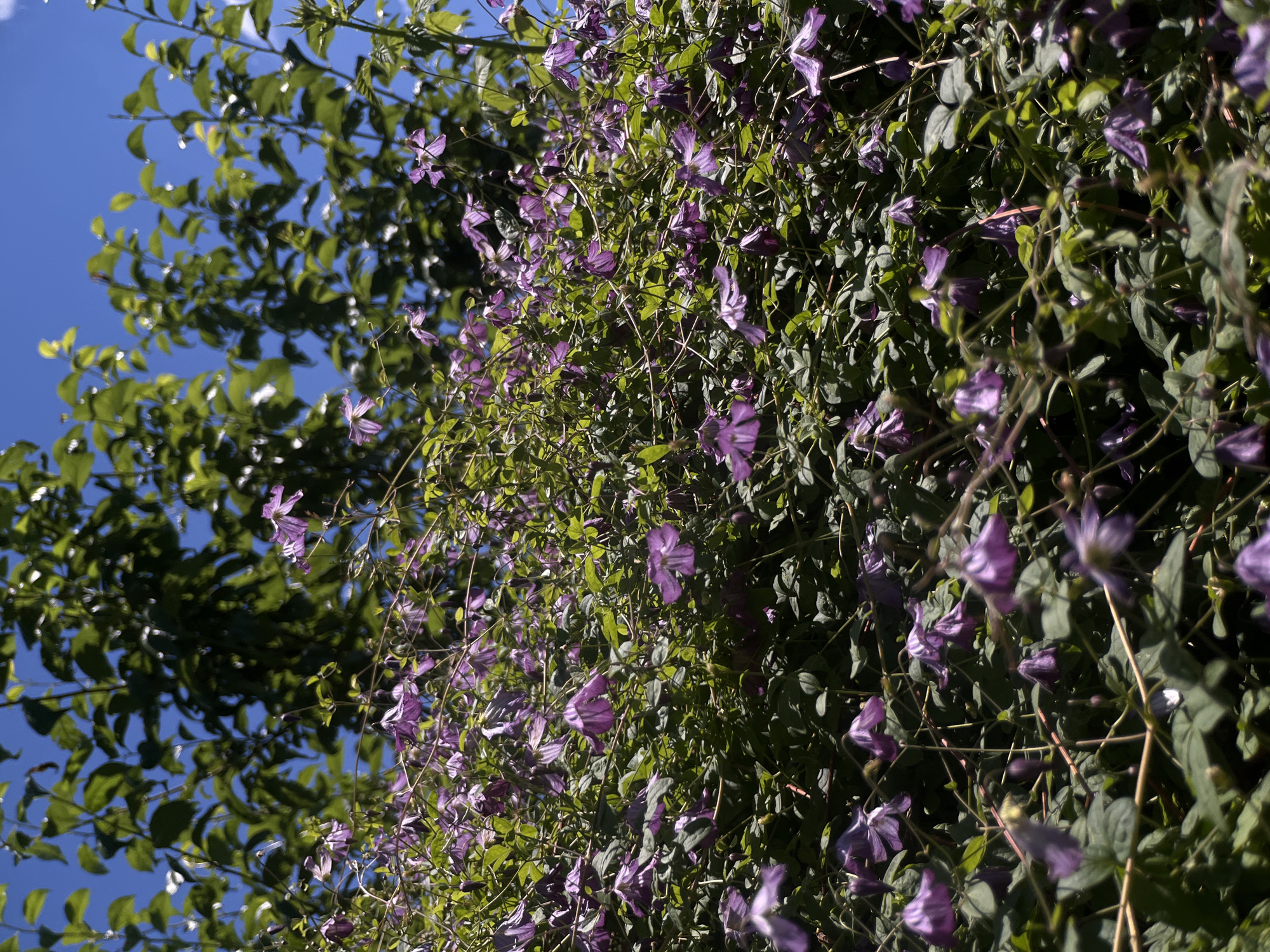 A medium shot captures a dense vine of purple clematis flowers blooming against a backdrop of green foliage and a bright blue sky. The flowers are in various stages of bloom, with some fully open and others still in bud. The leaves of the vine are a deep green, and the overall impression is one of lush, natural growth. There are no people or man-made objects visible in the image. The scene is outdoors, likely in a garden or park. There is no information to suggest this location is in Tikhoretsk, Russia.