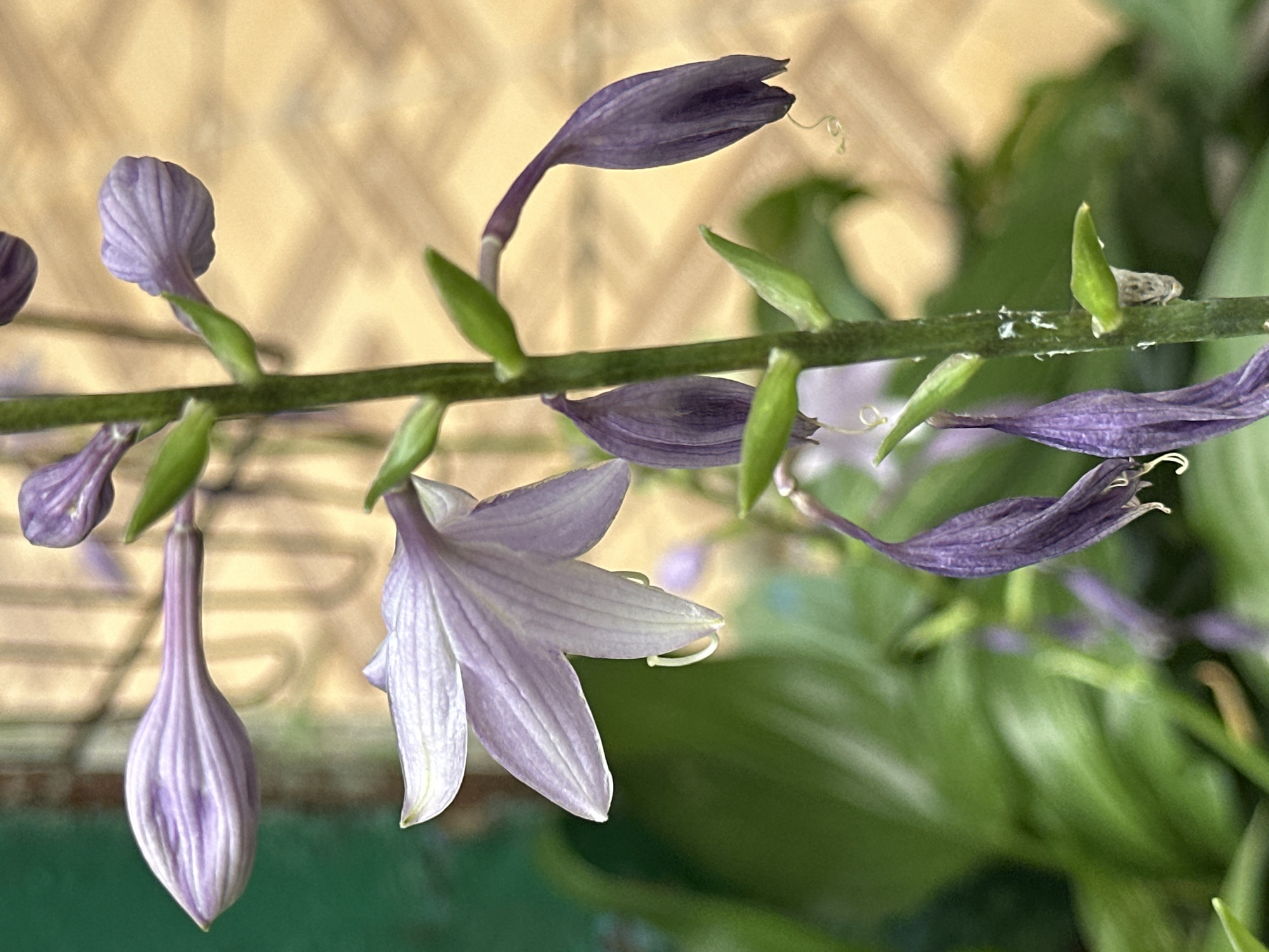 The image is a close-up shot of a hosta flower stalk with several purple buds and one open flower. The stalk is green and has several small green leaves emerging from it. The background is blurred, showing green foliage and a light brown, textured surface, possibly a wall or paving stones. The flowers are delicate and trumpet-shaped, with some appearing to be in various stages of blooming and wilting. The lighting suggests it is daytime, possibly in the morning or late afternoon. This image was taken in Yessentuki, Russia, in a garden or outdoor setting.