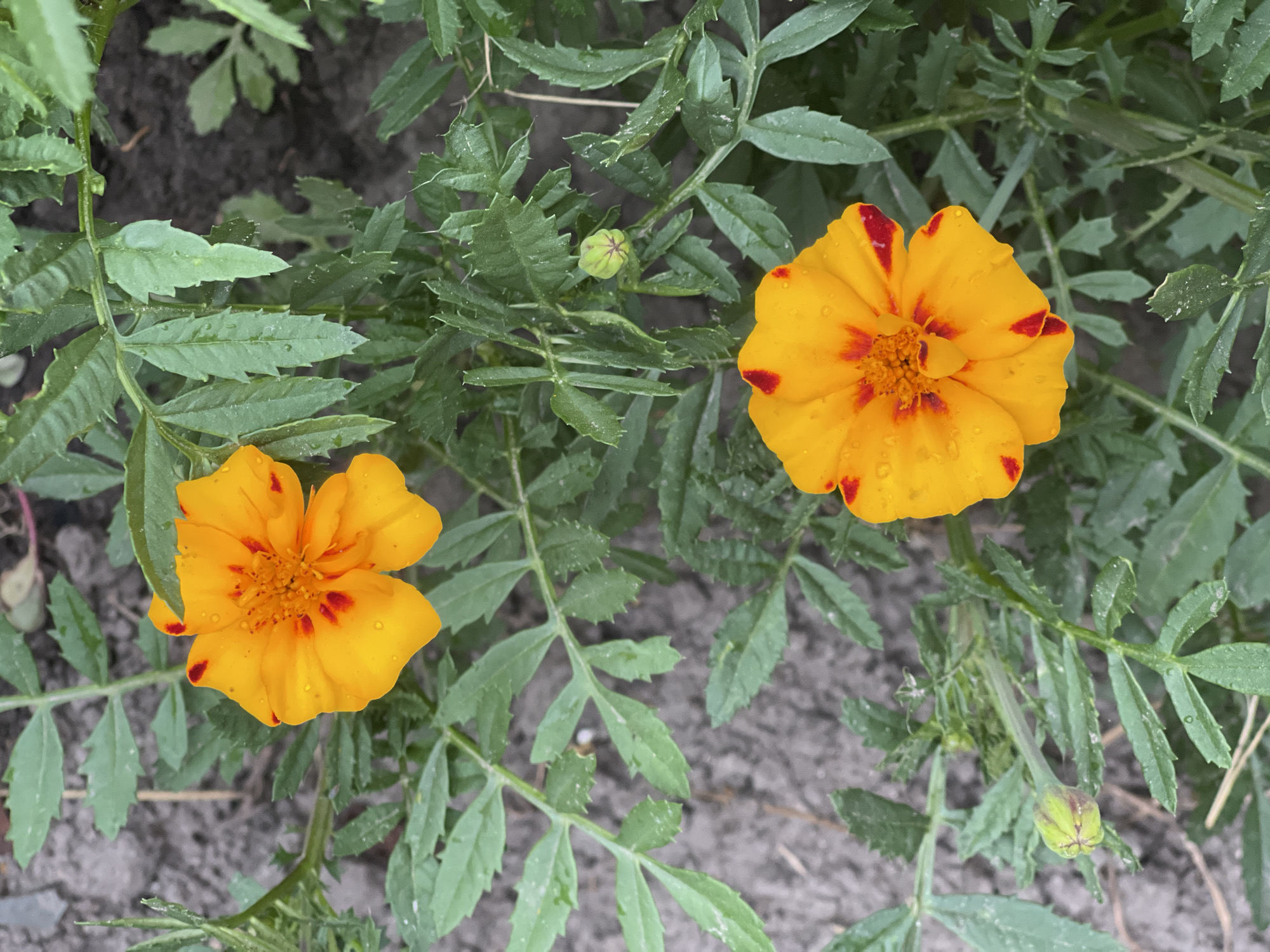 In an outdoor, ground-level shot of a marigold plant, two bright orange flowers with red speckles are in bloom. The flowers are positioned in the center and bottom right of the frame, surrounded by lush green, serrated leaves. One flower is slightly out of focus, while the other is sharp. Two buds, green and closed, are visible on the plant, one in the center and one on the left. The ground beneath the plant is visible, a mix of dark soil and lighter grey dirt. The lighting suggests it is daytime, possibly overcast or early morning, as indicated by the water droplets on the leaves. No people are present. The scene is likely a garden or a patch of undeveloped land.