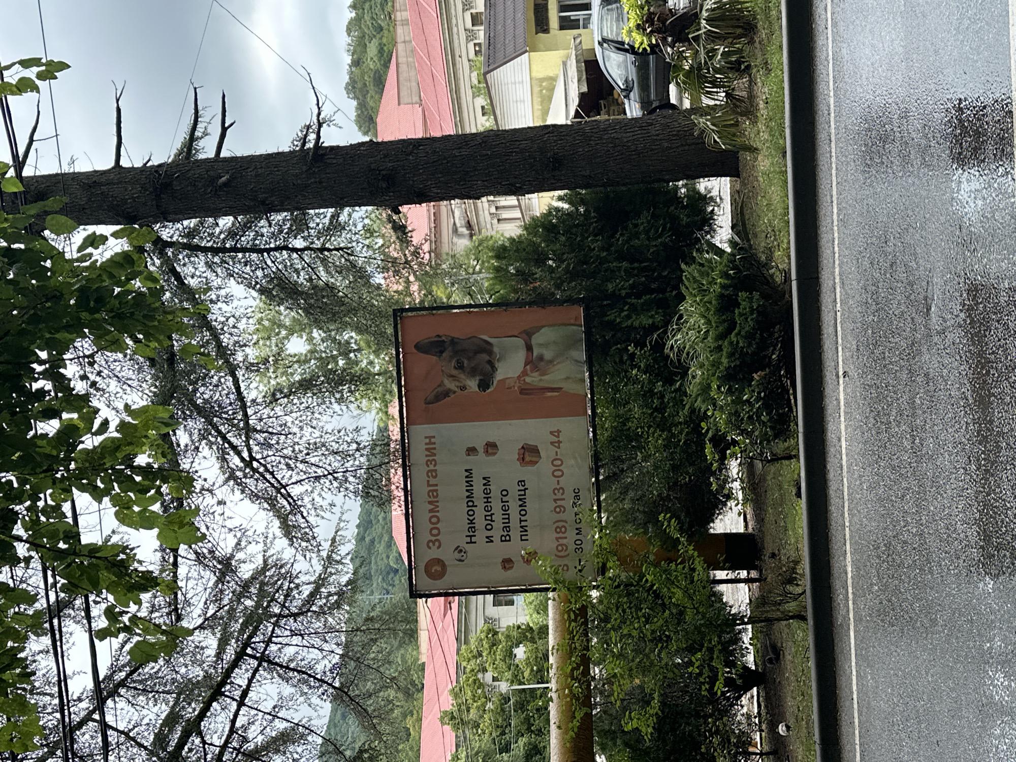 This image depicts an outdoor scene in Sochi, Russia, likely in a green, possibly park-like area adjacent to a road. A large billboard advertising a pet store is prominently displayed. The billboard features the text "Зоомагазин" (Zoo-magazine) and offers to "Накормим и оденем вашего питомца" (Feed and dress your pet). It also includes a phone number, "(918) 913-00-44", and an address: "30 м от Вас" (30m from you). An illustration of a dog and small gift box icons are visible on the billboard.
The billboard is mounted on a yellow pole. Behind the billboard, a building with a red roof is visible, suggesting it might be a commercial or residential structure. The surrounding environment is lush with green trees and bushes. The ground appears wet, indicating recent rain or a damp atmosphere. A dark-colored car is parked near the building. The sky is overcast. The image appears to have been taken from a roadside perspective.
